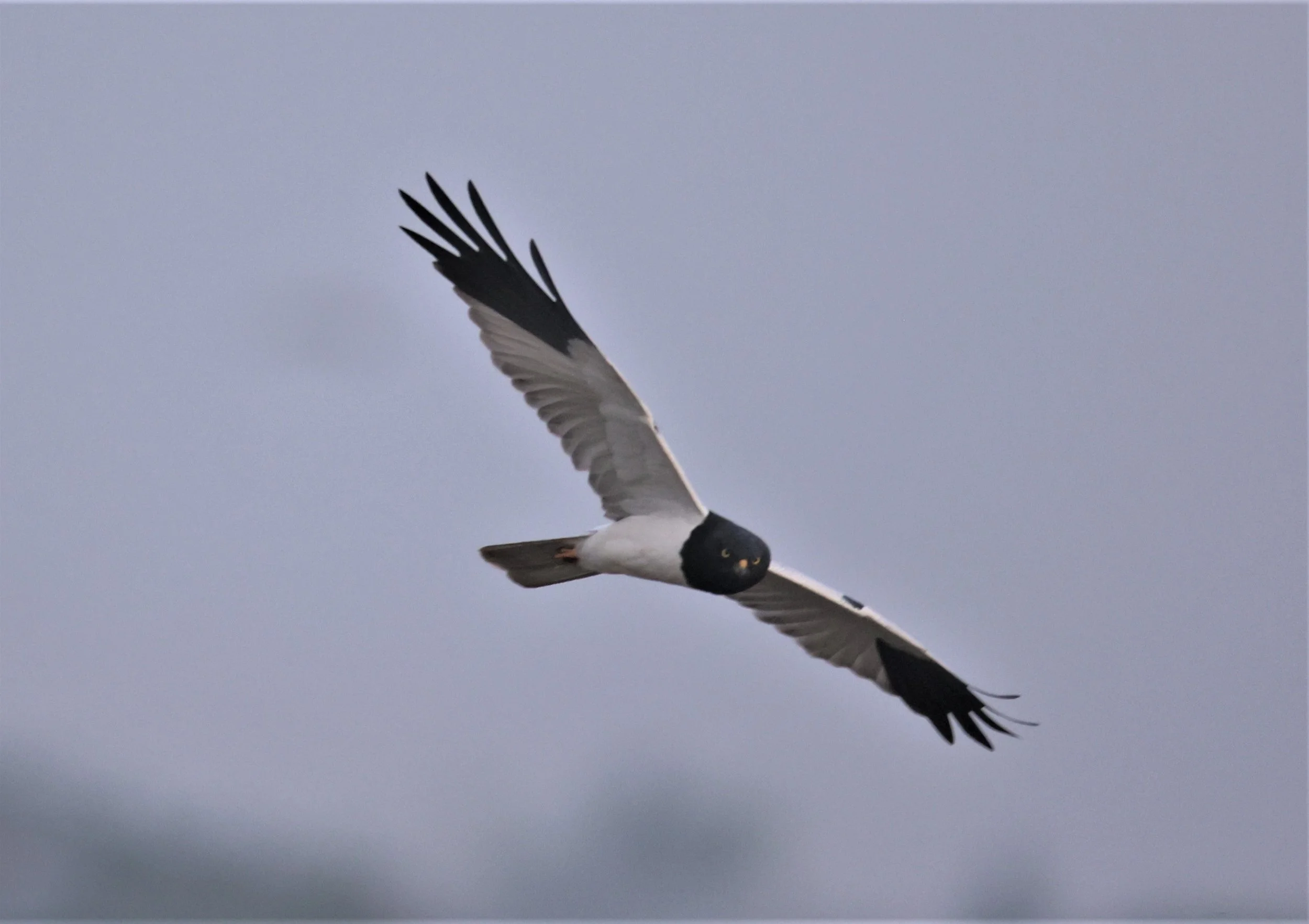 HARRIER - PIED HARRIER - Circus melanoleucos - YONOK CHIANG SAEN CHIANG RAI - ROOST (106).JPG
