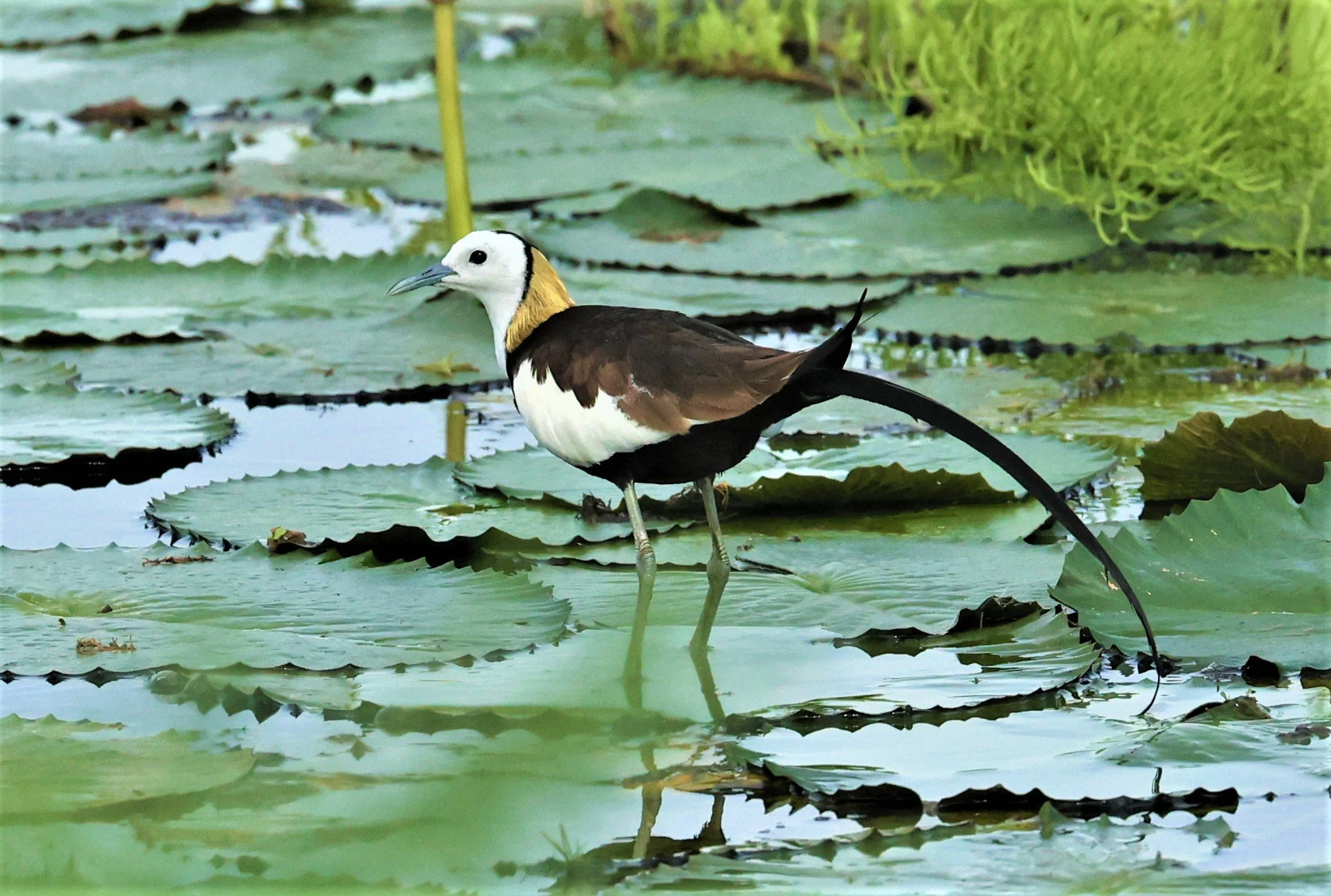JACANA - PHEASANT-TAILED JACANA - Hydrophasianus chirurgus - BANG KHAEM WETLANDS NAKHON PAHTOM JUNE 3 2022 (12).jpg