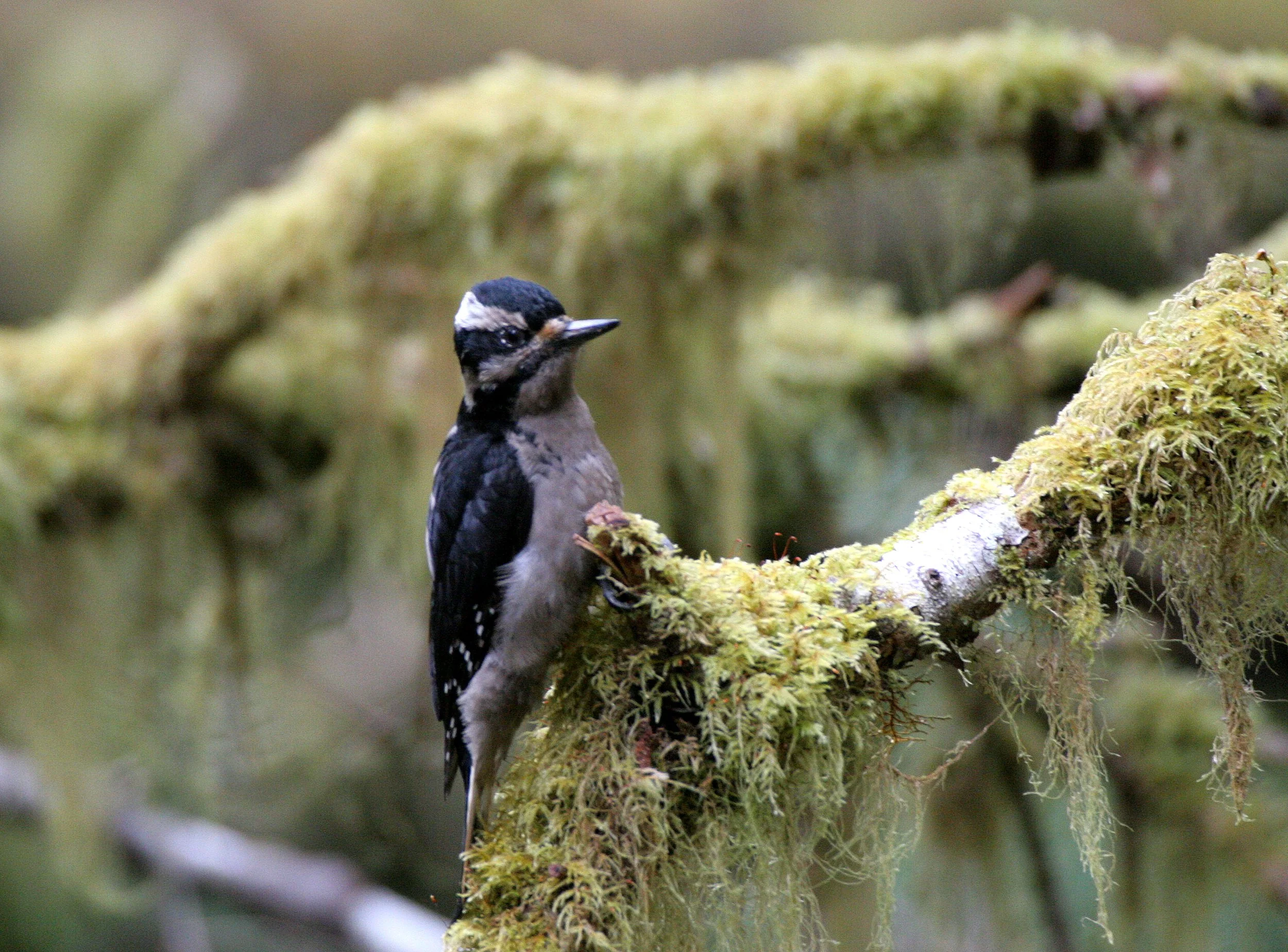 BIRD - WOODPECKER - HAIRY WOODPECKER - MARYMERE FALLS TRAIL WA (11).JPG