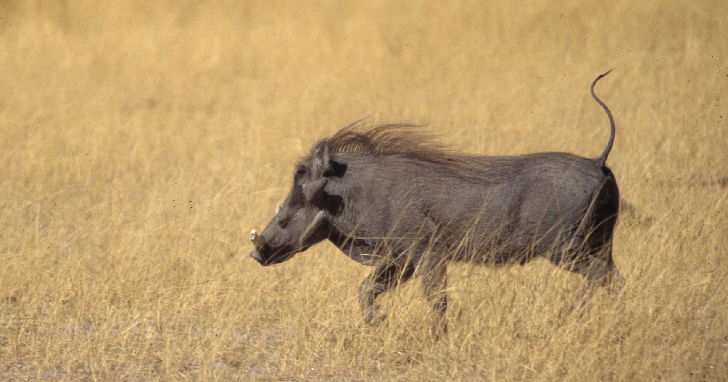 SUIDAE - WARTHOG- SERENGETI (4).jpg