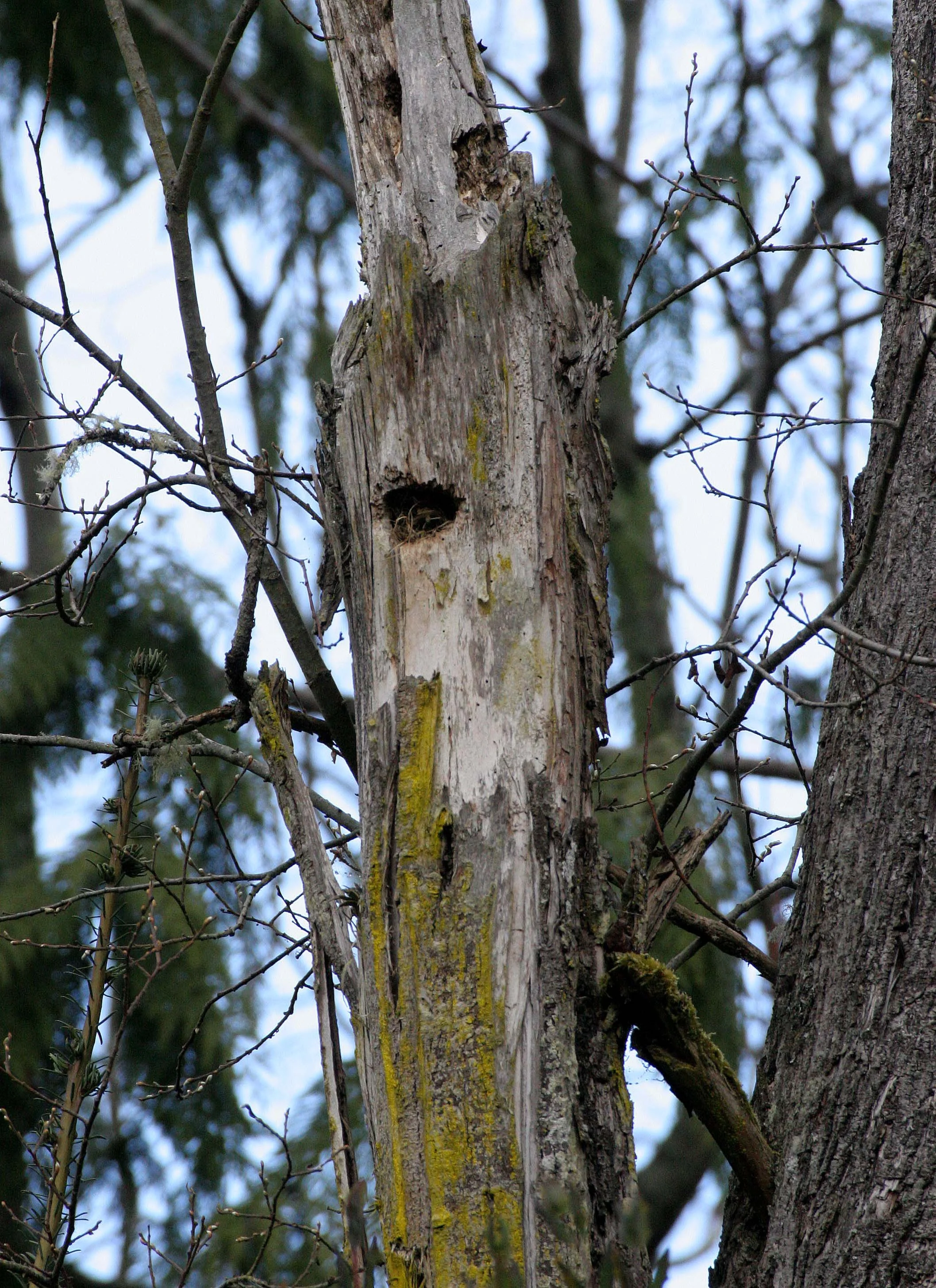 BIRD - WOODPECKER - SAPSUCKER - RED-BREASTED SAPSUCKER - SPHYRAPICUS RUBER - LAKE FARM TRAILS WA (18).JPG