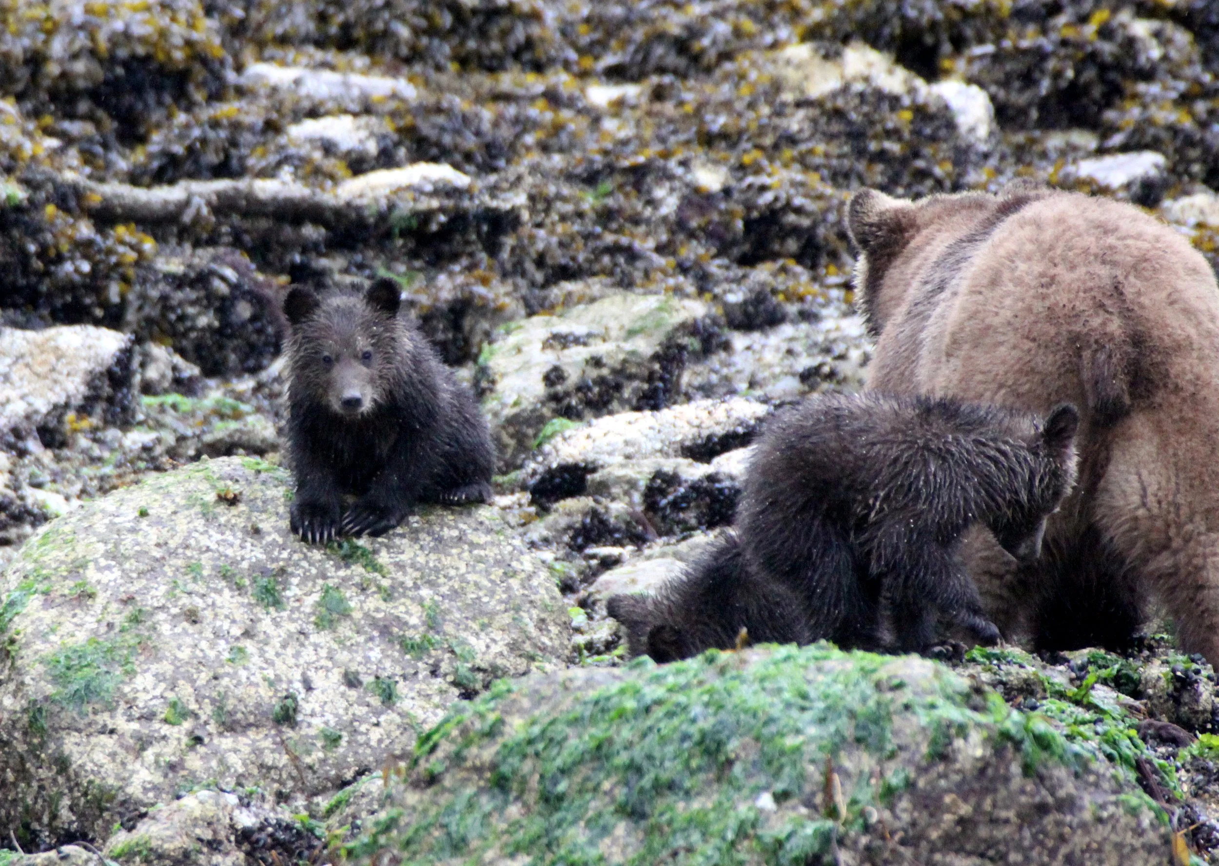 Ursus arctos stikeenensis - STICKEEN'S GRIZZLY BEAR - MOM AND HER CUBS - SOM - KNIGHT'S INLET BRITISH COLUMBIA (5).JPG