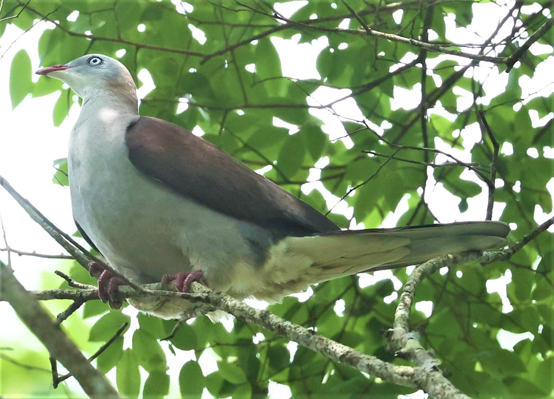 Mountain Imperial-Pigeon (Ducula badia) KhaoYai NP Thailand (16).jpg