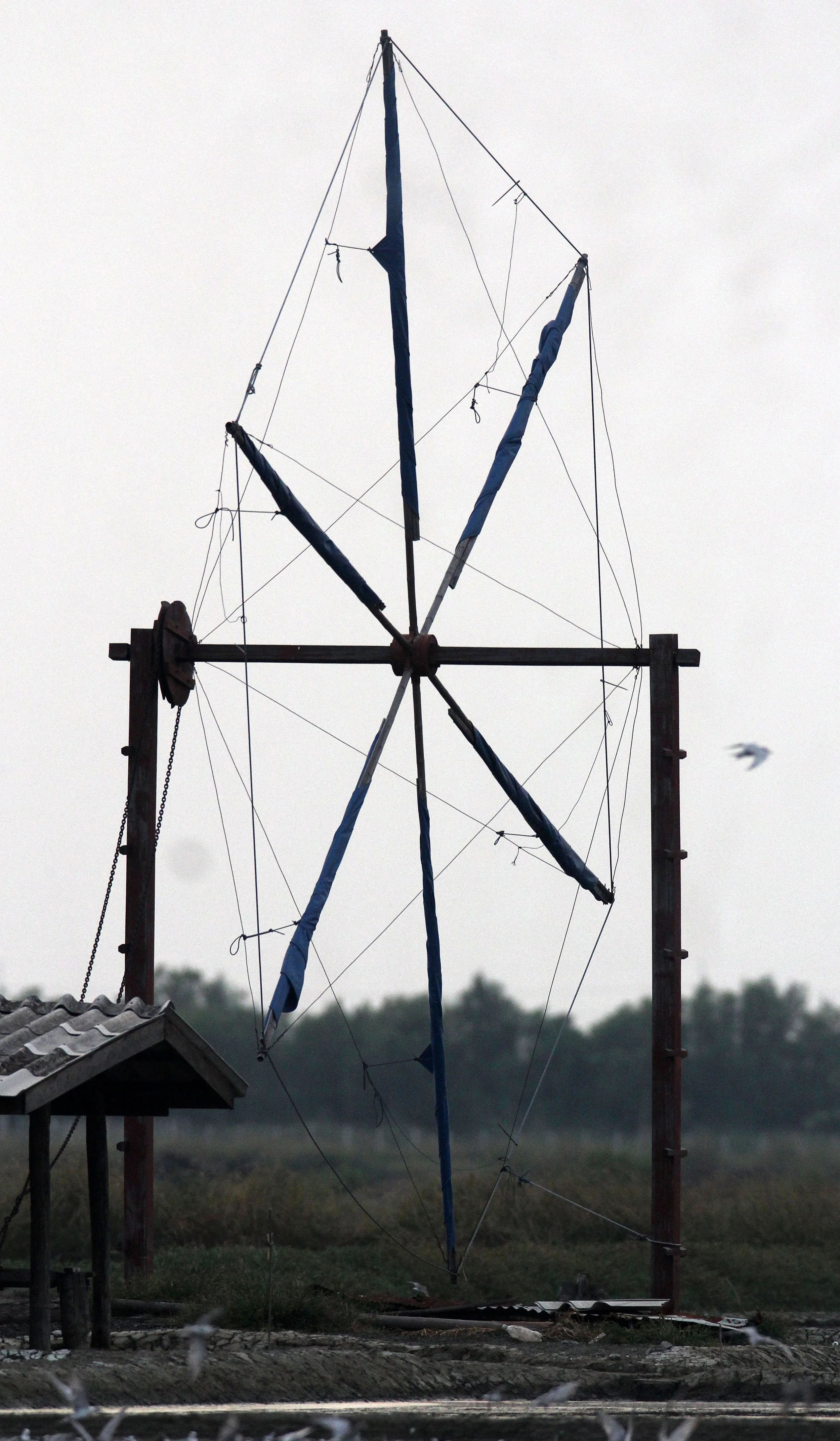 BIRD - TERN SPECIES MIXED FLOCK - WHISKERED AND LITTLE - KOK KHAM MAJACHAI  SALT PONDS - THAILAND (6).JPG