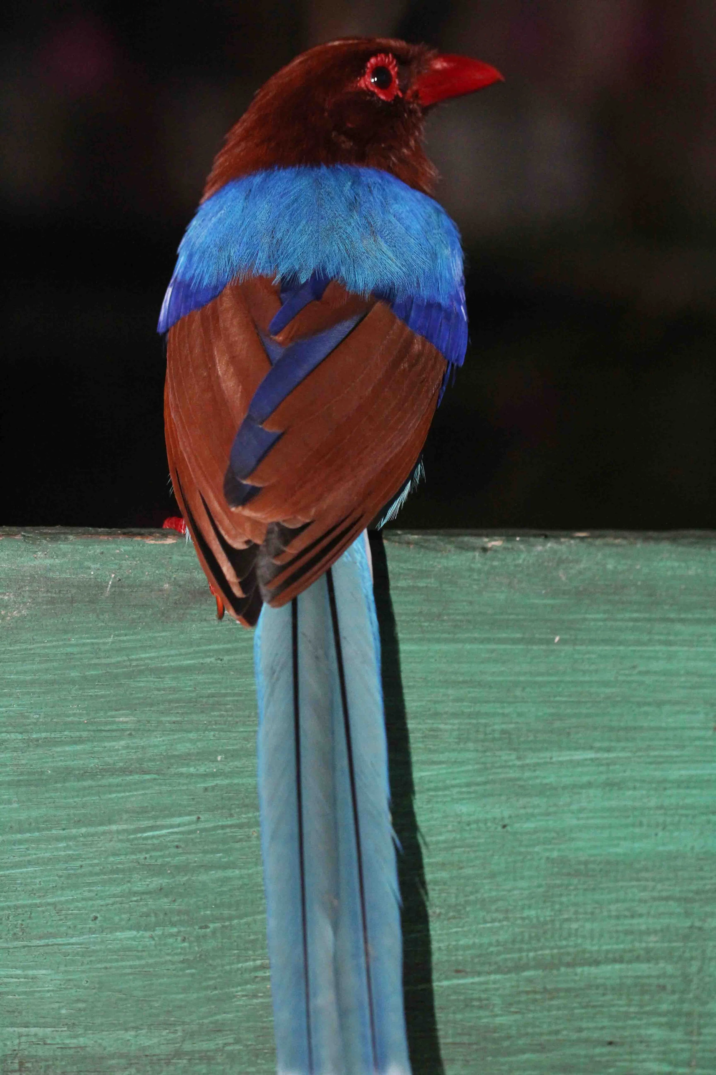 BIRD - MAGPIE - CEYLON BLUE MAGPIE - SINGHARAJA NATIONAL PARK, SRI LANKA - PHOTO BY SOM SMITH (1).JPG