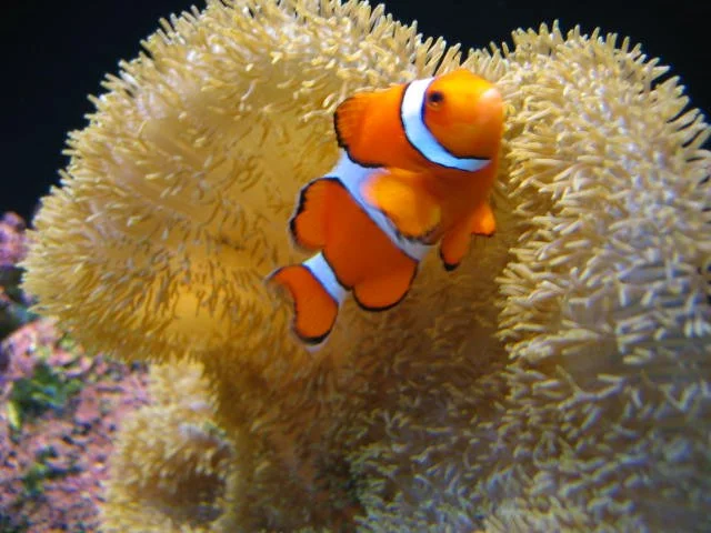 2005-10-29 DAY TRIP TO SEATTLE MUSEUMS AND AQUARIUM (12).JPG