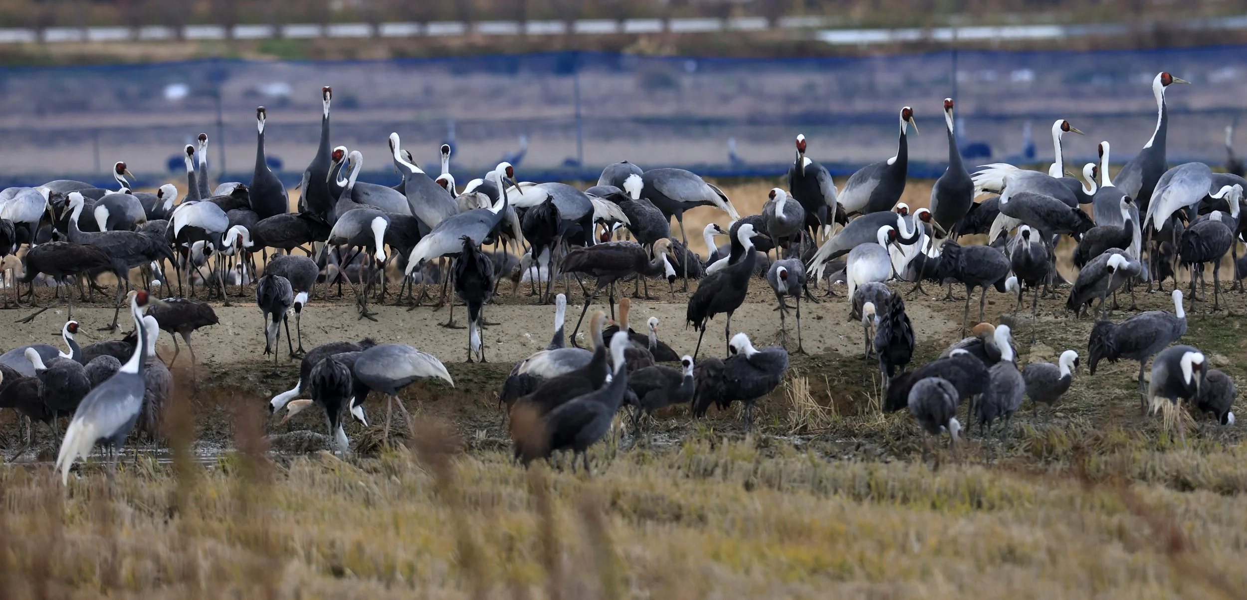 White-naped Crane (Antigone vipio) Izumi Crane Park & Center, Izumi Kagoshima Kyushu Japan (186).jpg