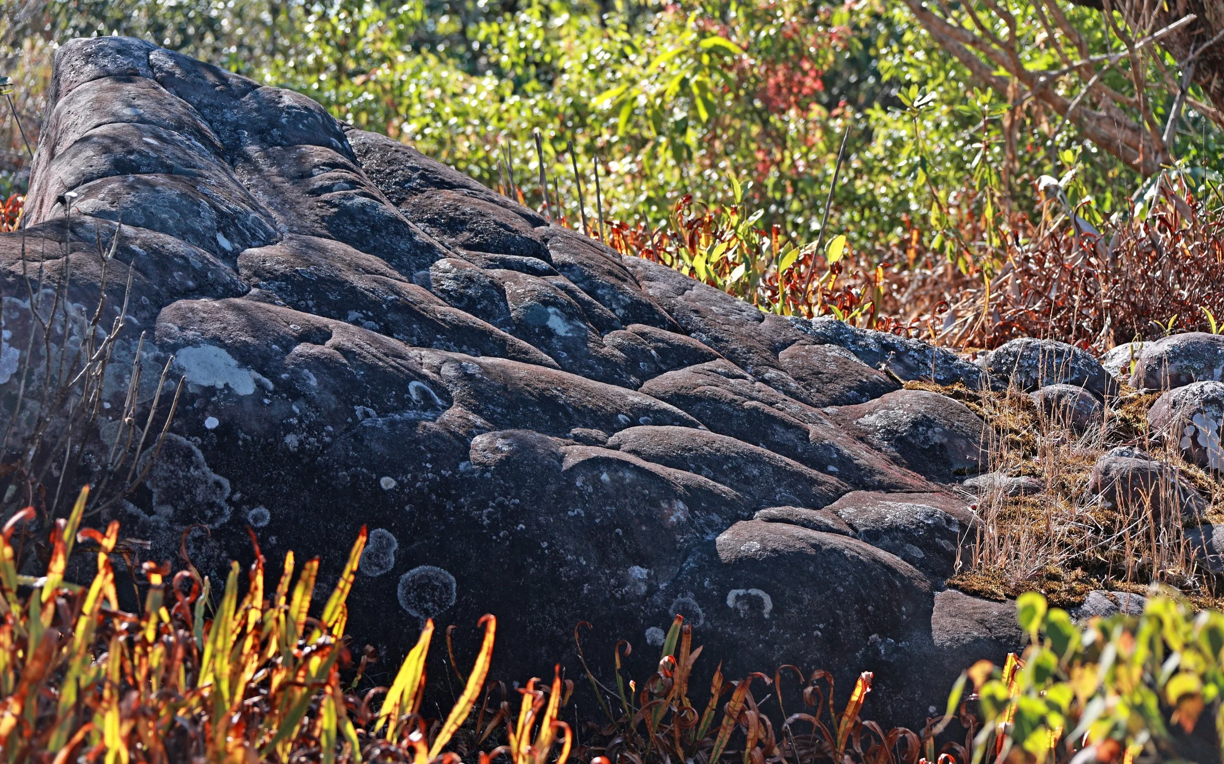 Phu Hin Rong Kla National Park Loei Province (40).jpg