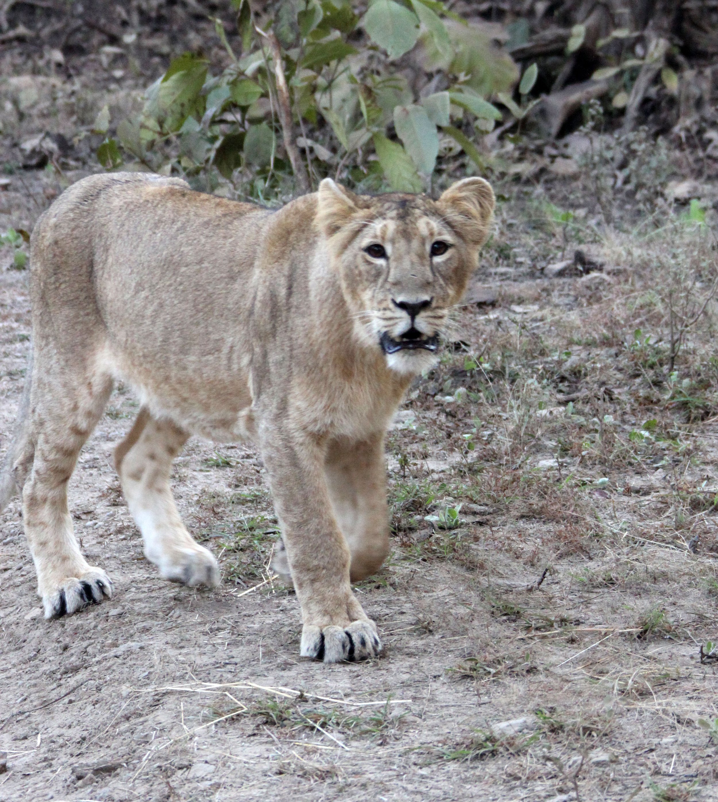 Panthera leo leo - ASIATIC LION - GIR FOREST GUJARAT INDIA (239).JPG