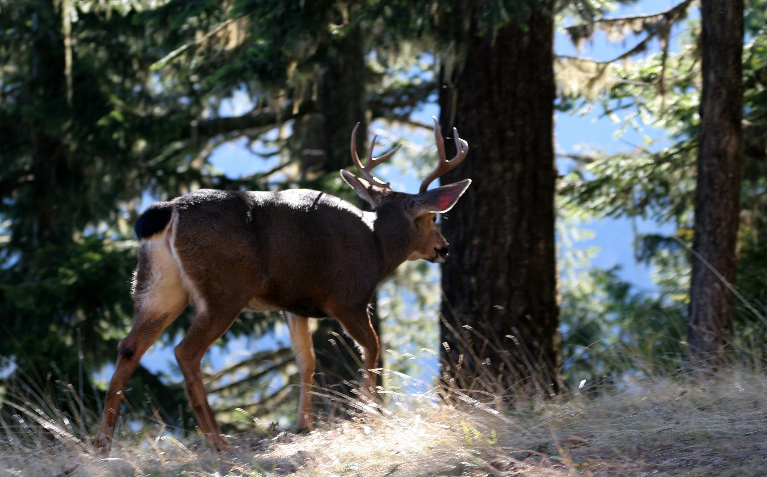 CERVID - DEER - BLACK-TAILED DEER - RIDGE ROAD.jpg