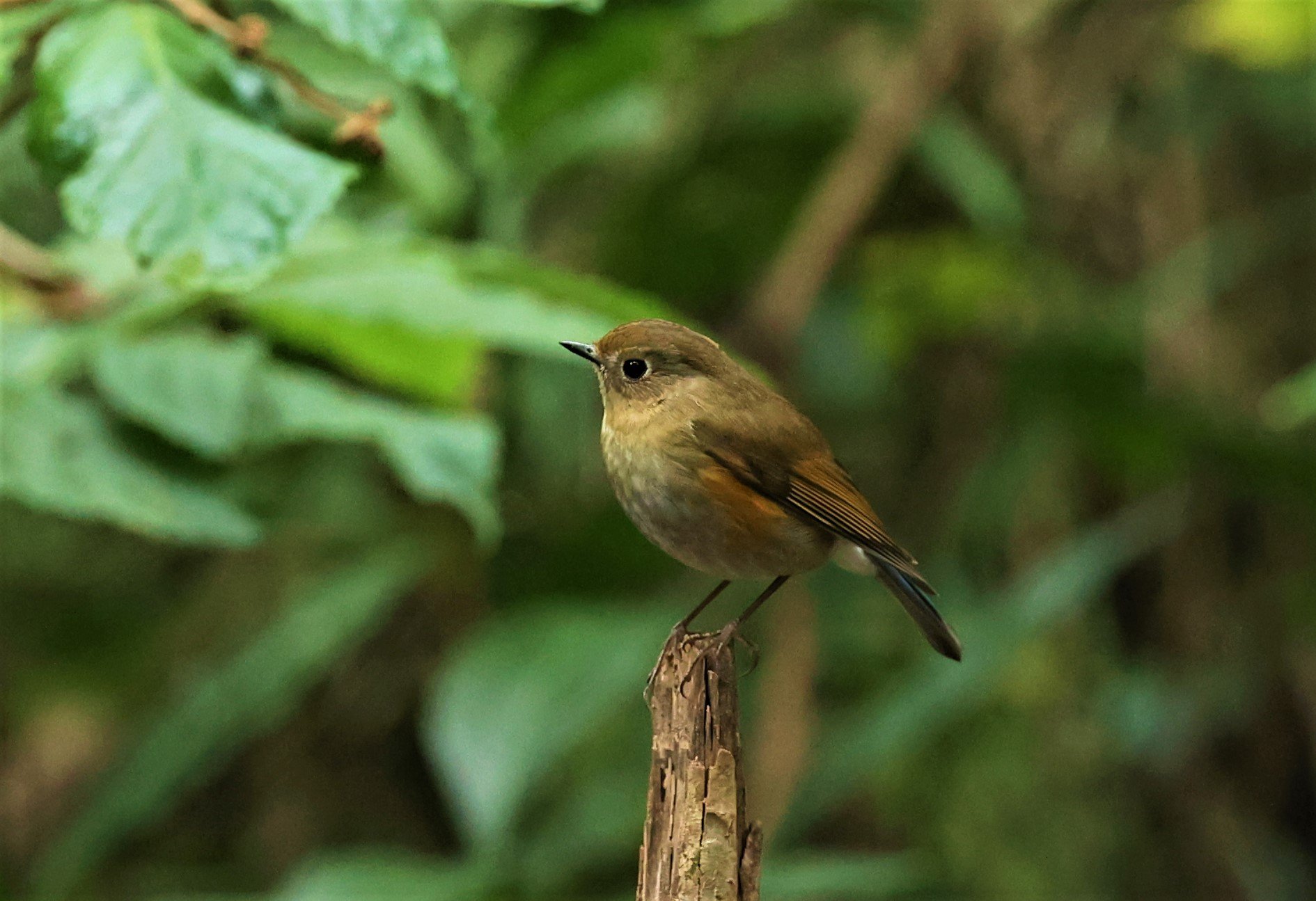 BLUETAIL - HIMALAYAN BLUETAIL - Tarsiger rufilatus - DOI PHA HOM POK NP DOI LANG EAST FEB 2022 (11).jpg