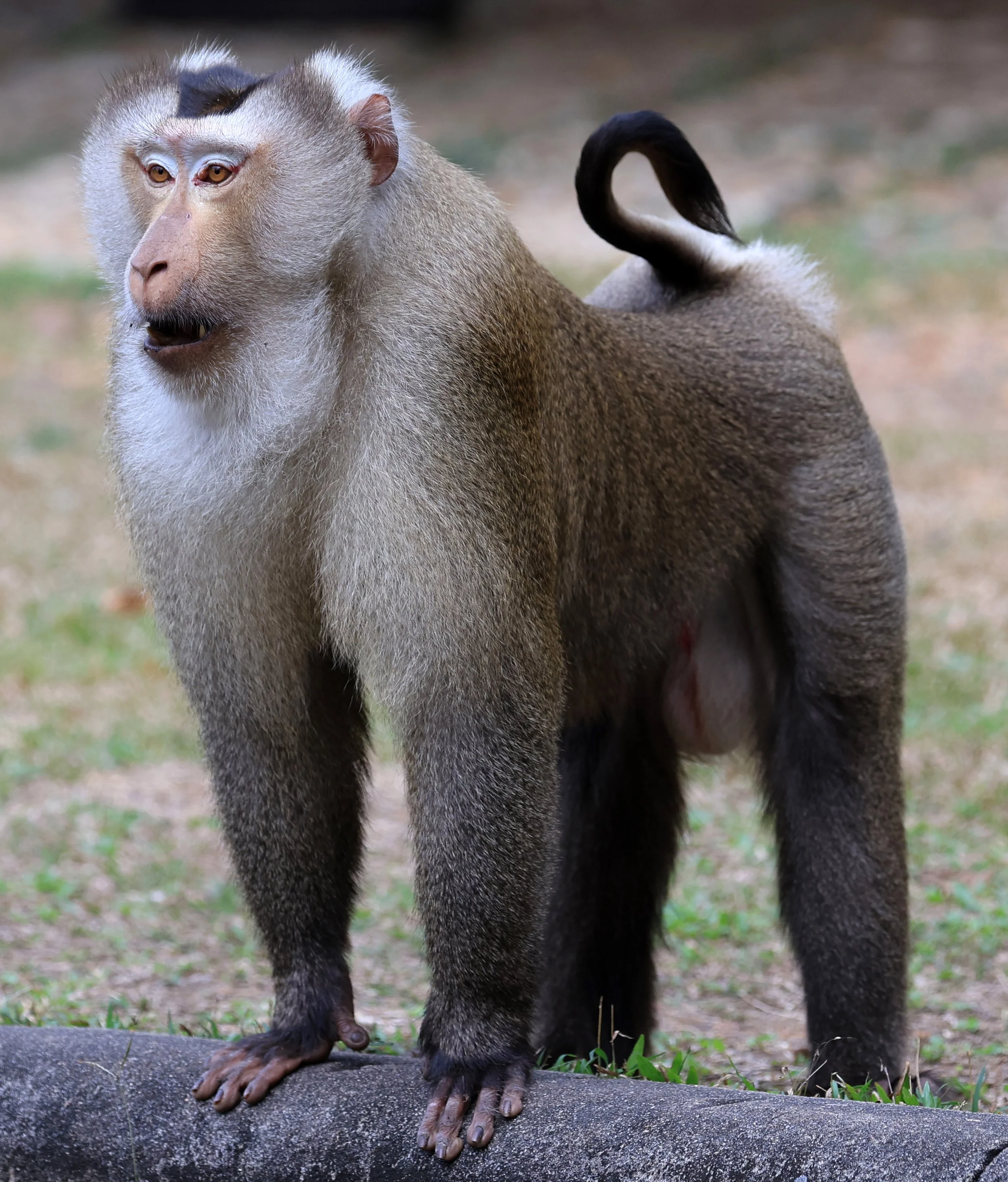 Northern Pig-tailed Macaque (Macaca leonina) Khao Yai National Park Feb 2026 Day 3 (53).jpg