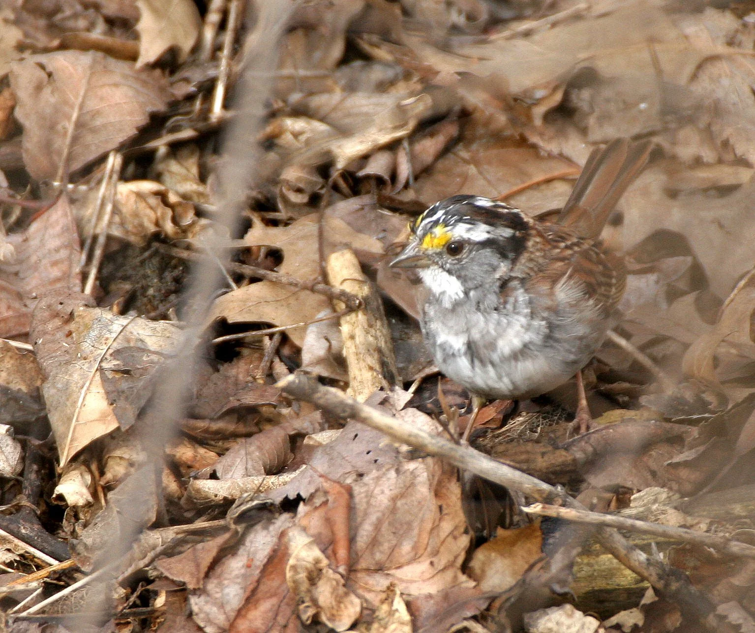 White-crowned Sparrow (Zonotrichia leucophrys) Lincoln Marsh Illinois (3).JPG