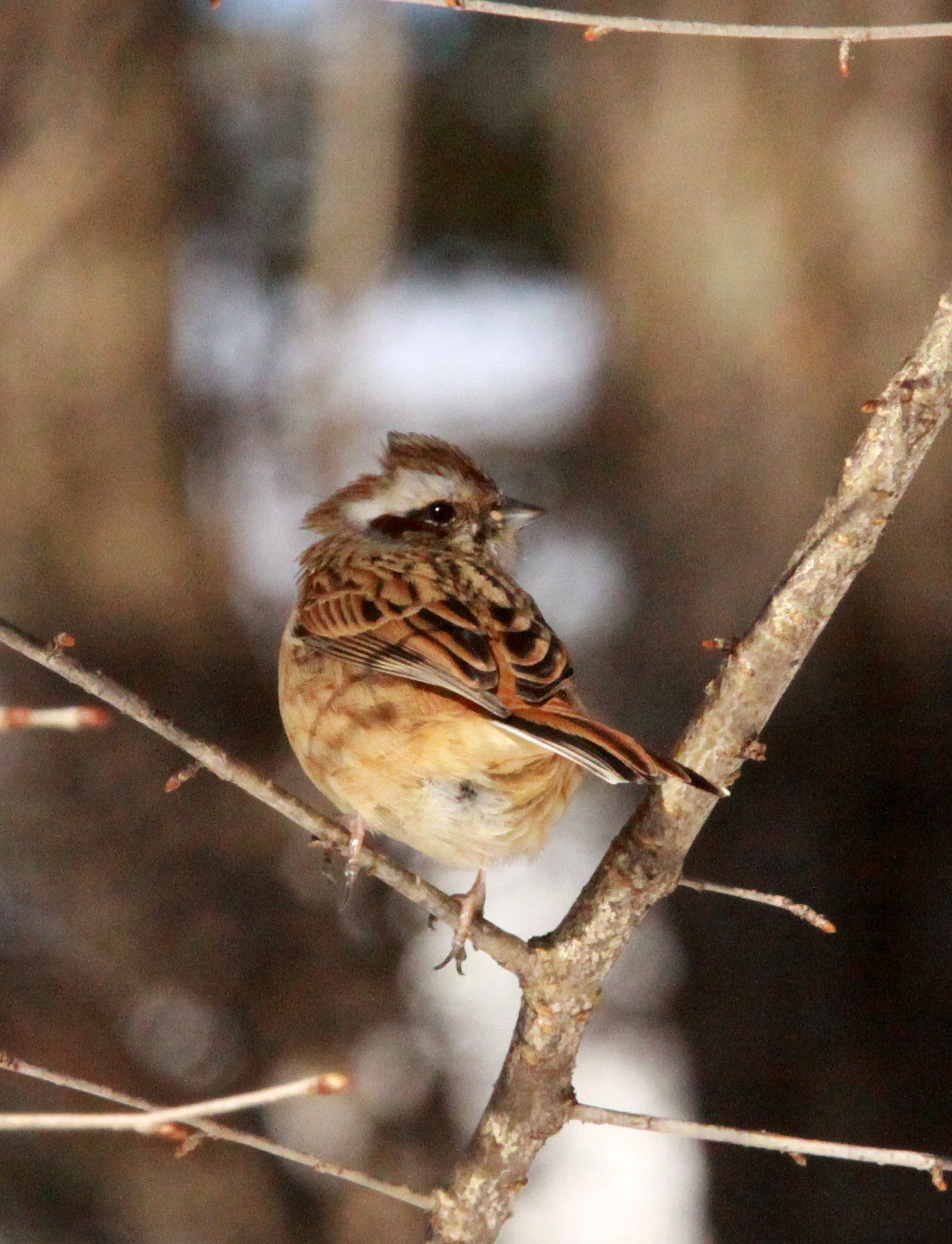 Meadow (Siberian) Bunting (Emberiza cioides) Shiobutsu Onsen Karuizawa Japan (3).JPG