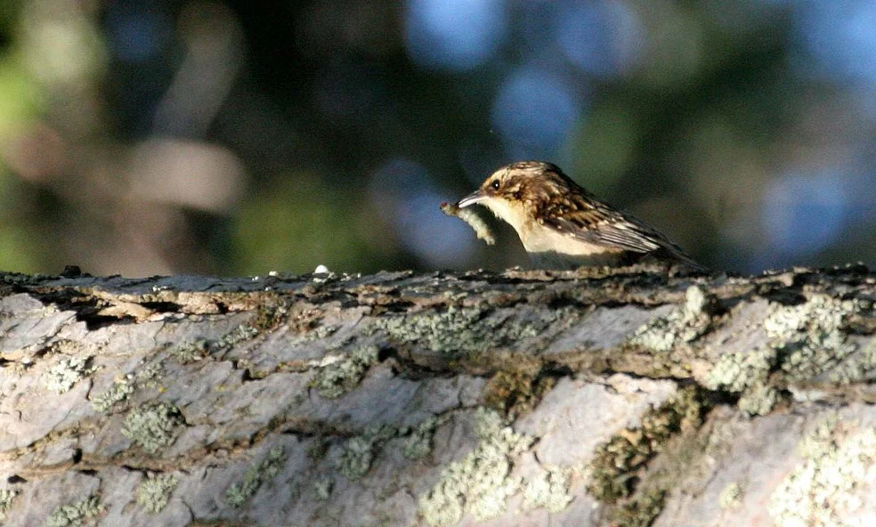 BIRD - LITTLE BROWN CREEPER - GASMAN ROAD WA E.jpg