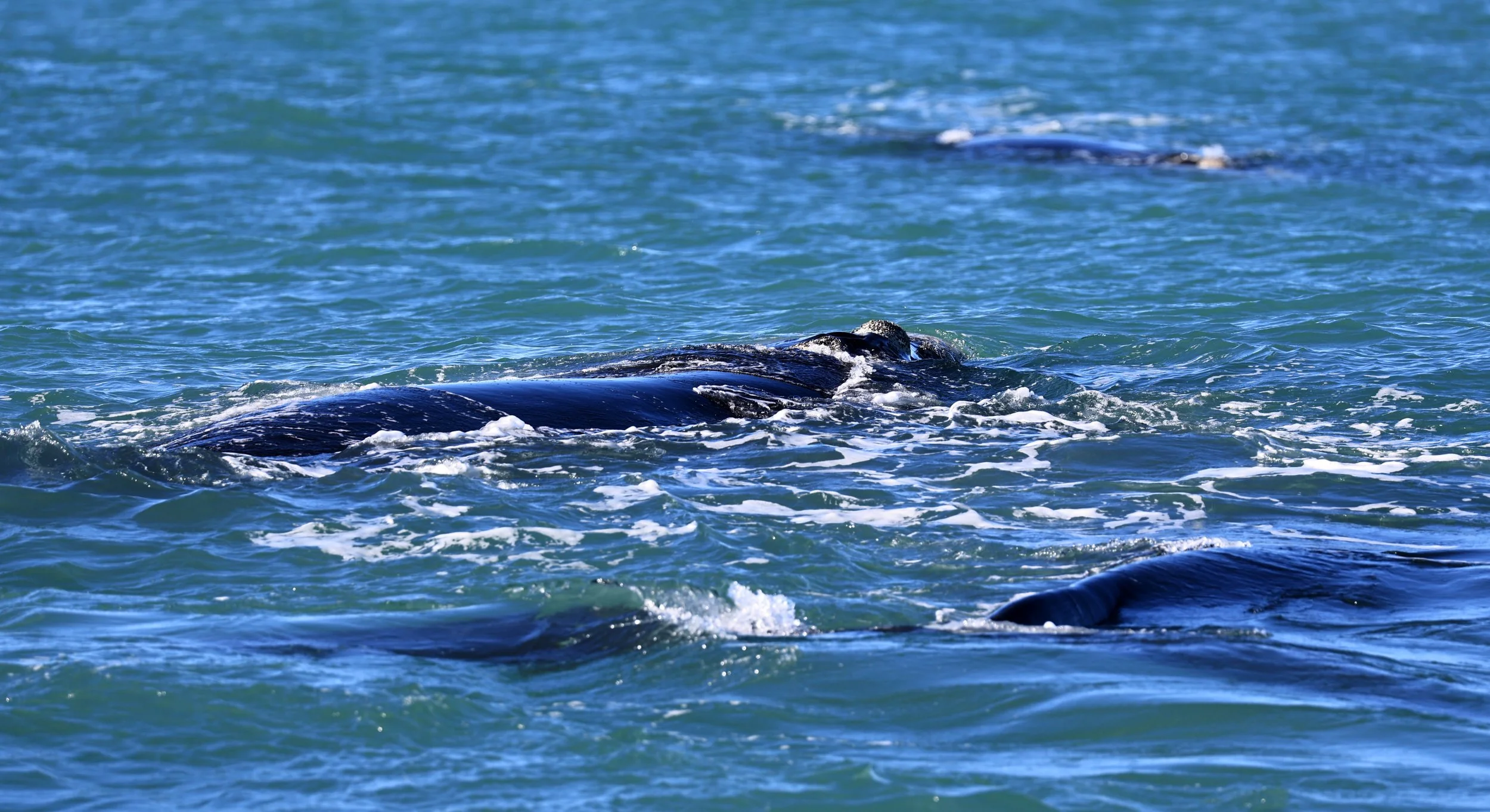 Southern Right Whale (Eubalaena australis) Puerto Rawson Argentina (15).jpg
