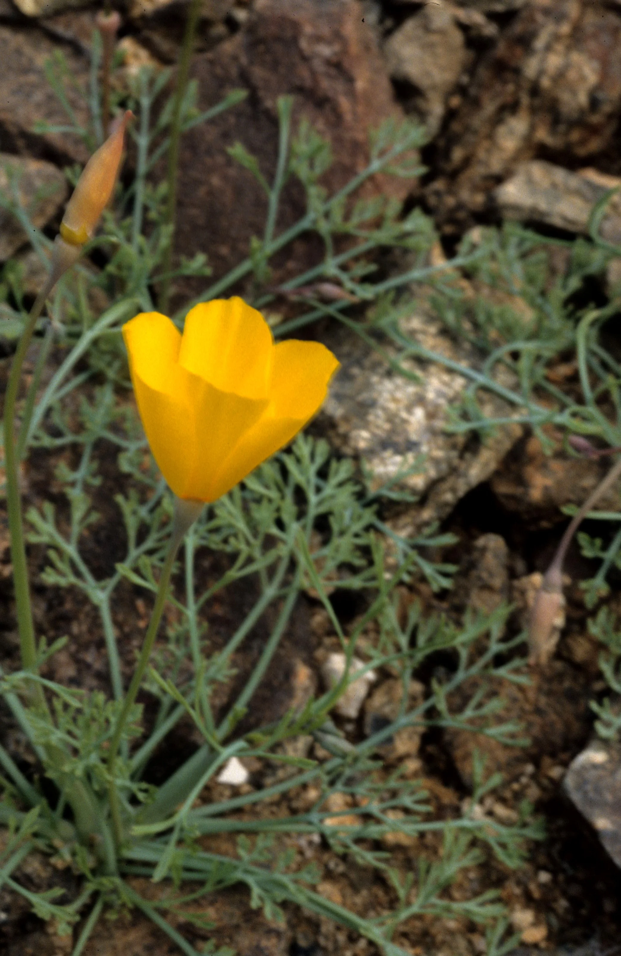 ANZA BORREGO - PAPAVERACEAE - ESCHSHOLTZIA GLYPTOSPERMA - DESERT POPPY.jpg
