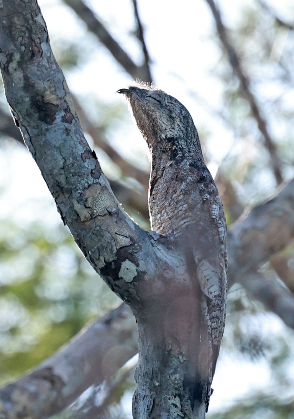 Family Nyctibiidae - Potoos