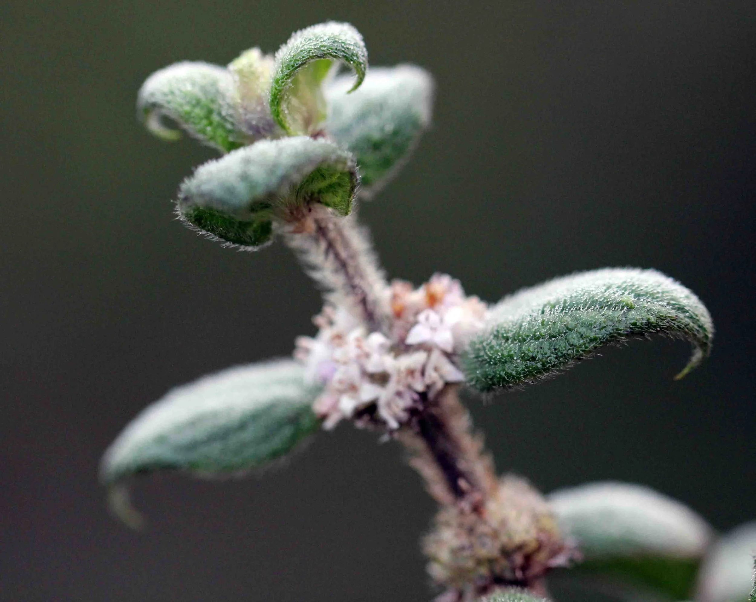 NUWARA ELIYA， HORTON PLAINS NATIONAL PARK,  SRI LANKA (7).JPG