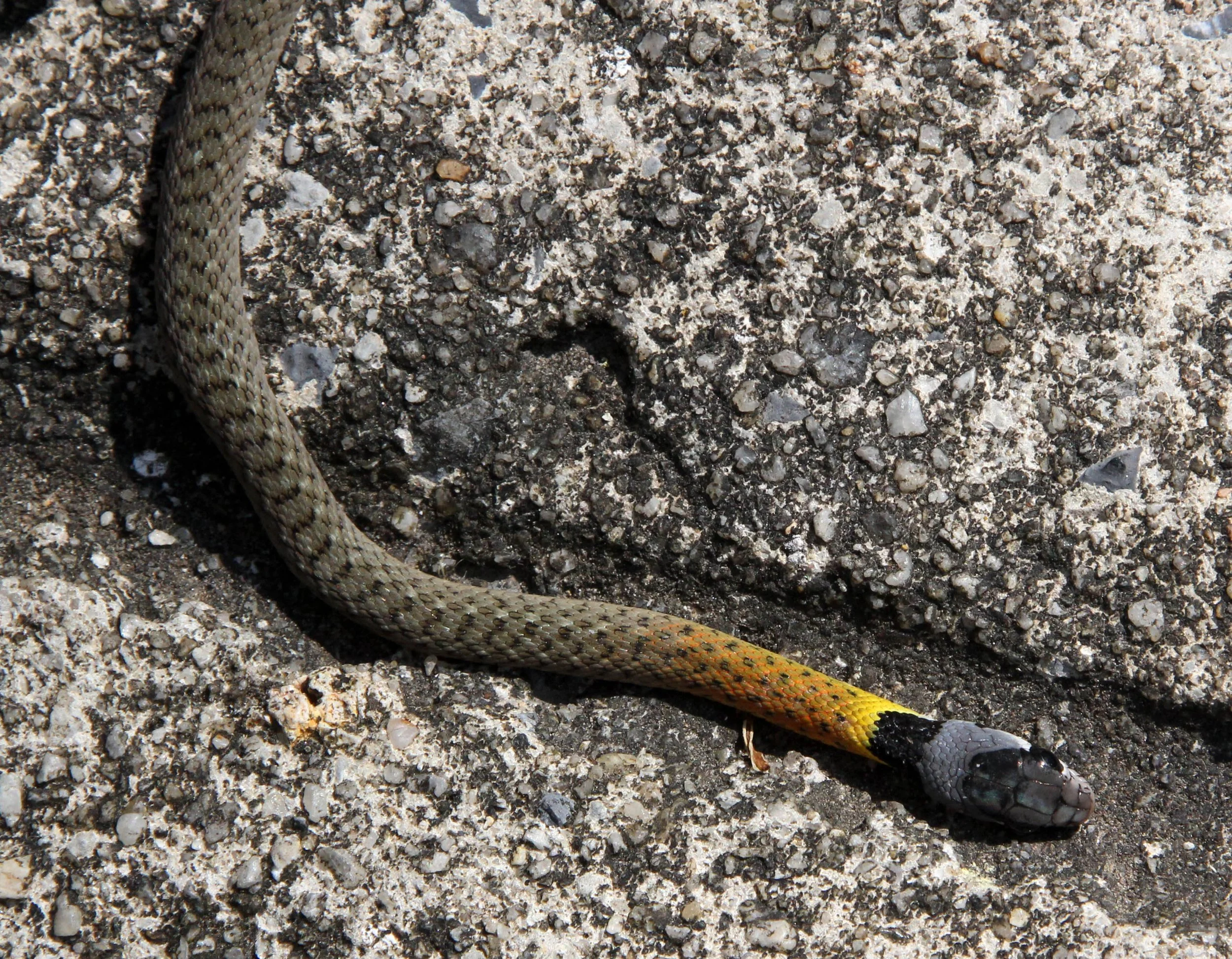 Rhabdophis subminiatus - RED-NECKED KEELBACK - SIMILAN ISLANDS THAILAND (4).JPG
