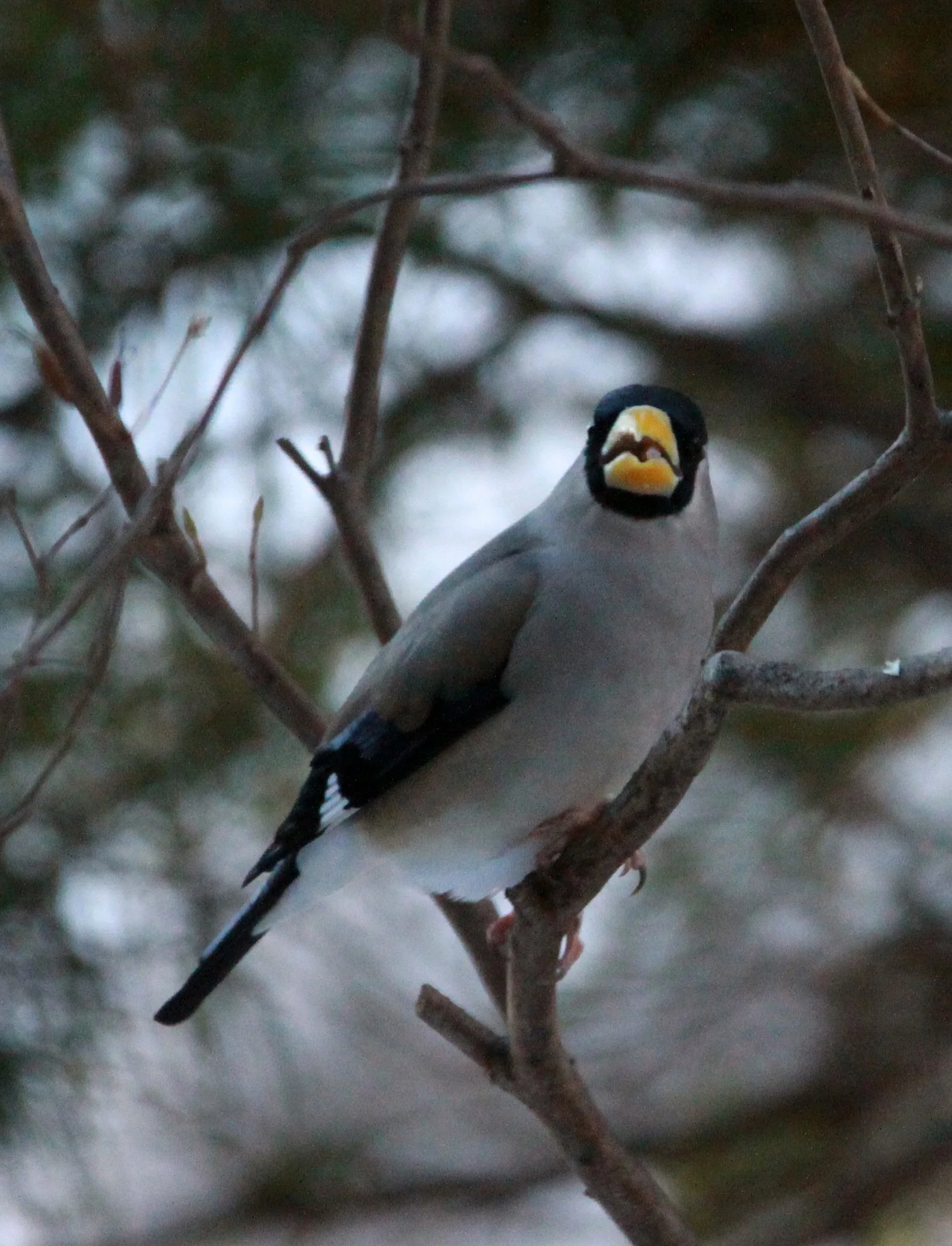 Japanese Grosbeak (Eophona personata) Shiobutsu Onsen, Karuizawa Japan (1).JPG