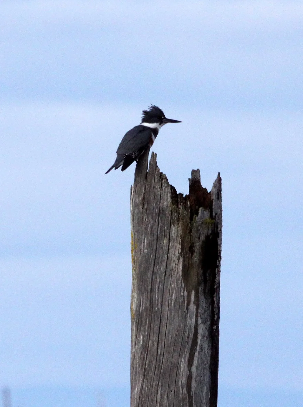 BIRD - KINGFISHER - BELTED KINGFISHER - THREE CRABS DUNGENESS SEQUIM WA (2).JPG