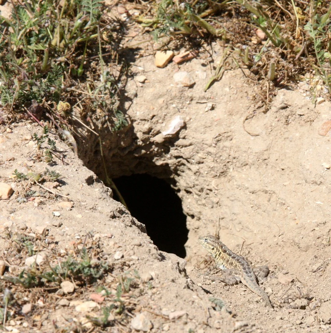 Uta stansburiana - COMMON SIDE-BLOTCHED LIZARD - CARRIZO PLAIN NATIONAL MONUMENT CALIFORNIA (21).JPG