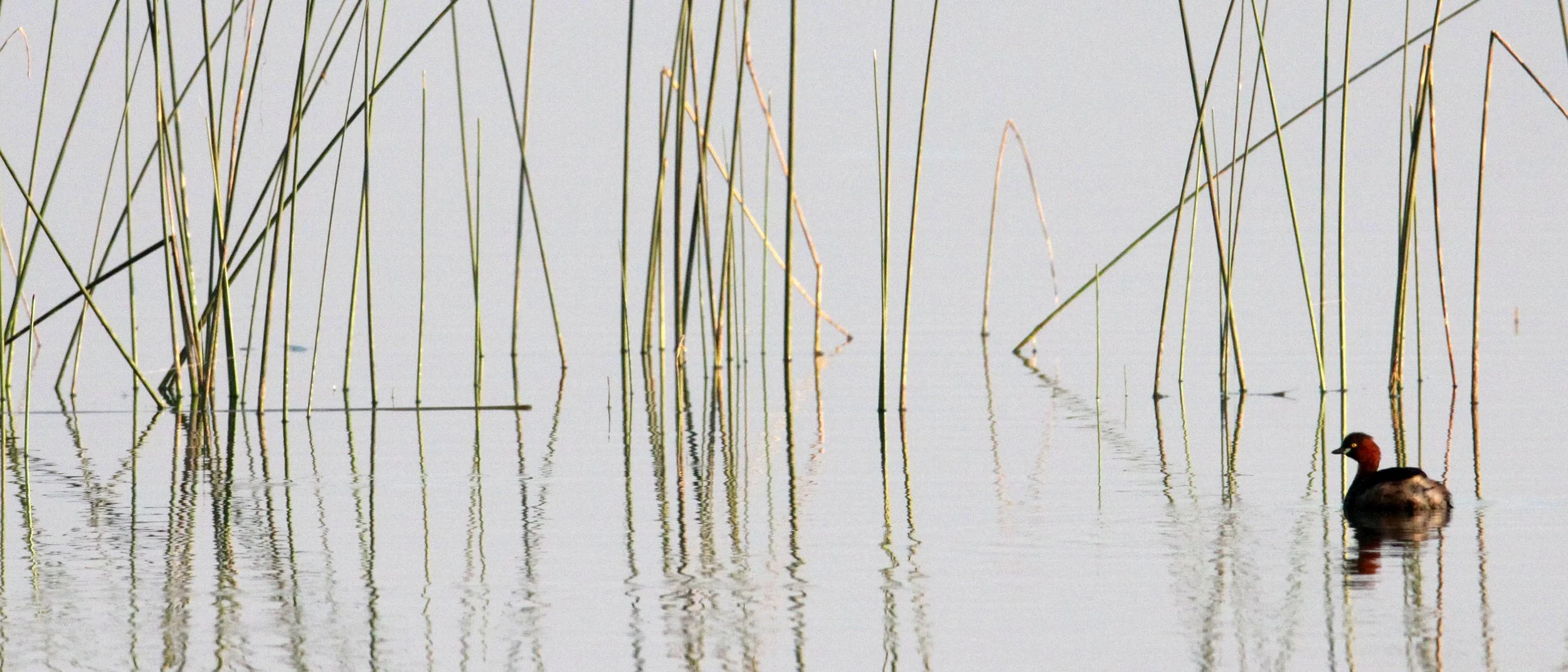 Little Grebe (Tachybaptus ruficollis) Little Rann of Kutch Gujarat India (2).JPG