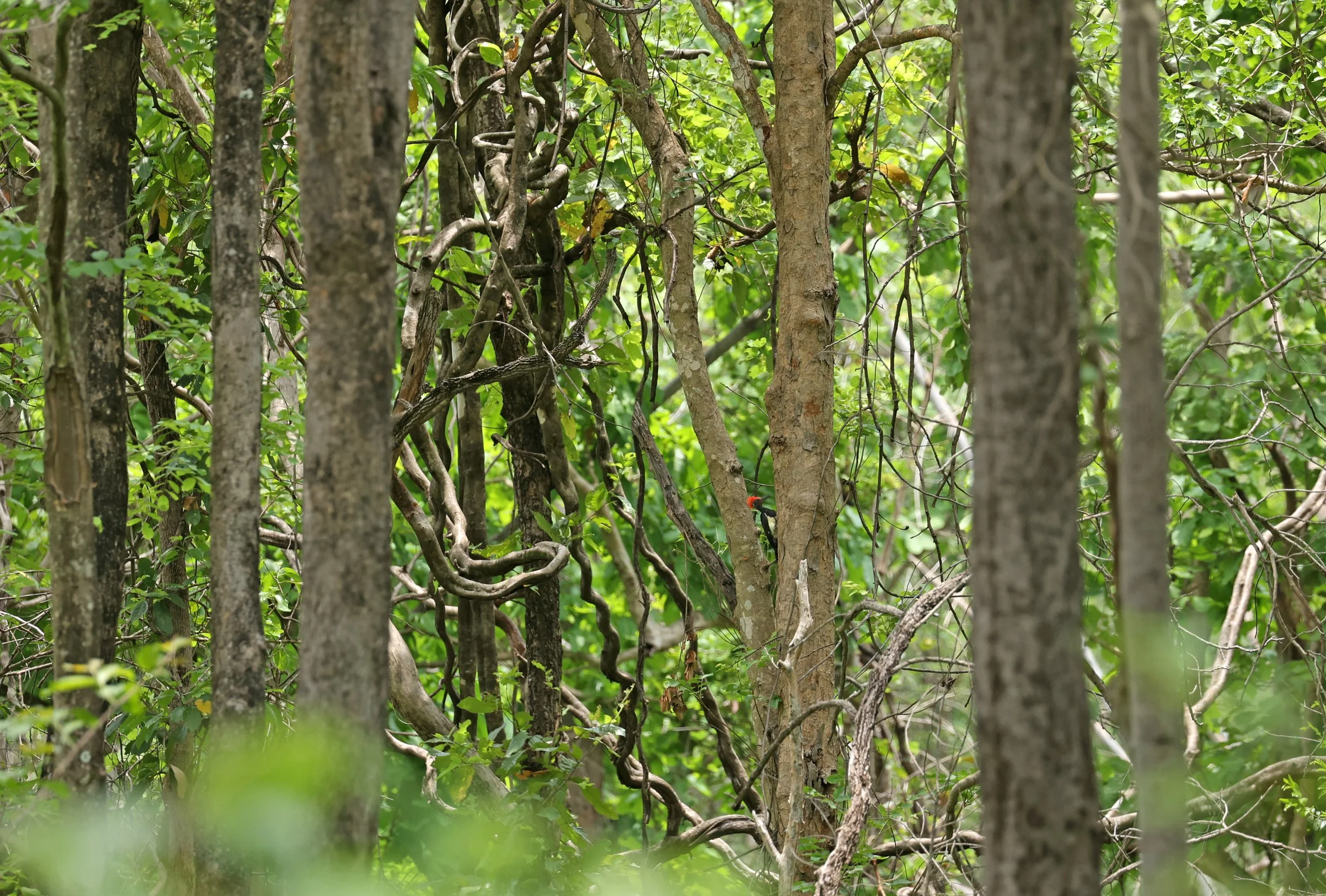 Monkey Ladder Vine (Bauhinia glabra), known for its woody, S-shaped growth pattern.  They rely on host trees to reach sunny locations in the canopy, often putting their leaves above the host. 
While they enhance habitat complexity for animals, they c