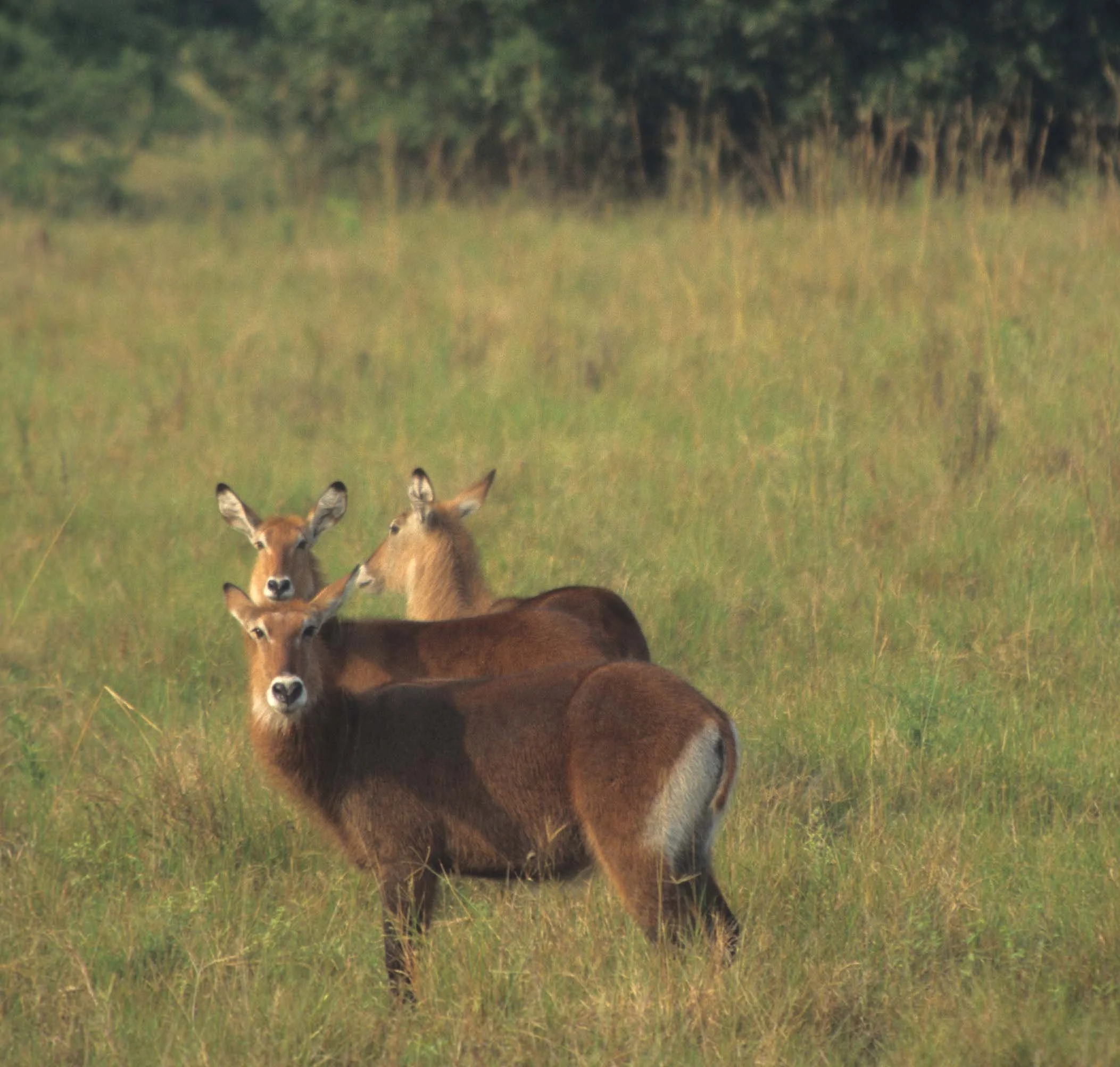 BOVID - WATERBUCK - DEFASSA - UGANDA.jpg