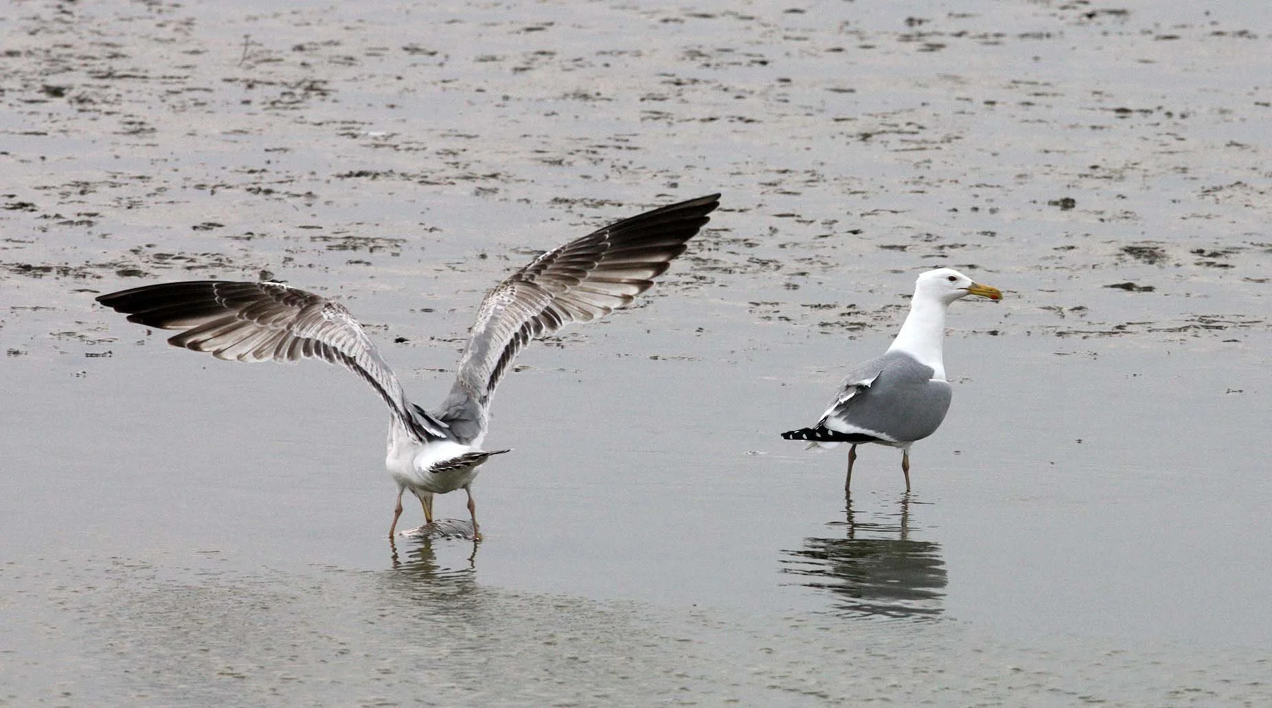 BIRD - GULL - MONGOLIAN GULL - YANCHENG CHINA (10).JPG