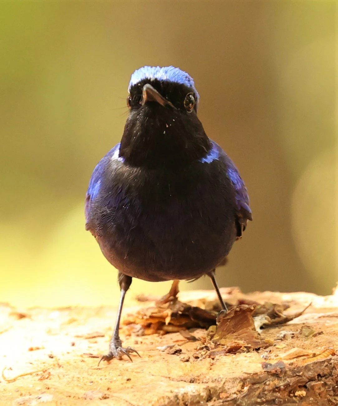 NILTAVA - SMALL NILTAVA - Niltava macgrigoriae - DOI ANG KHANG CHIANG MAI (8).jpg
