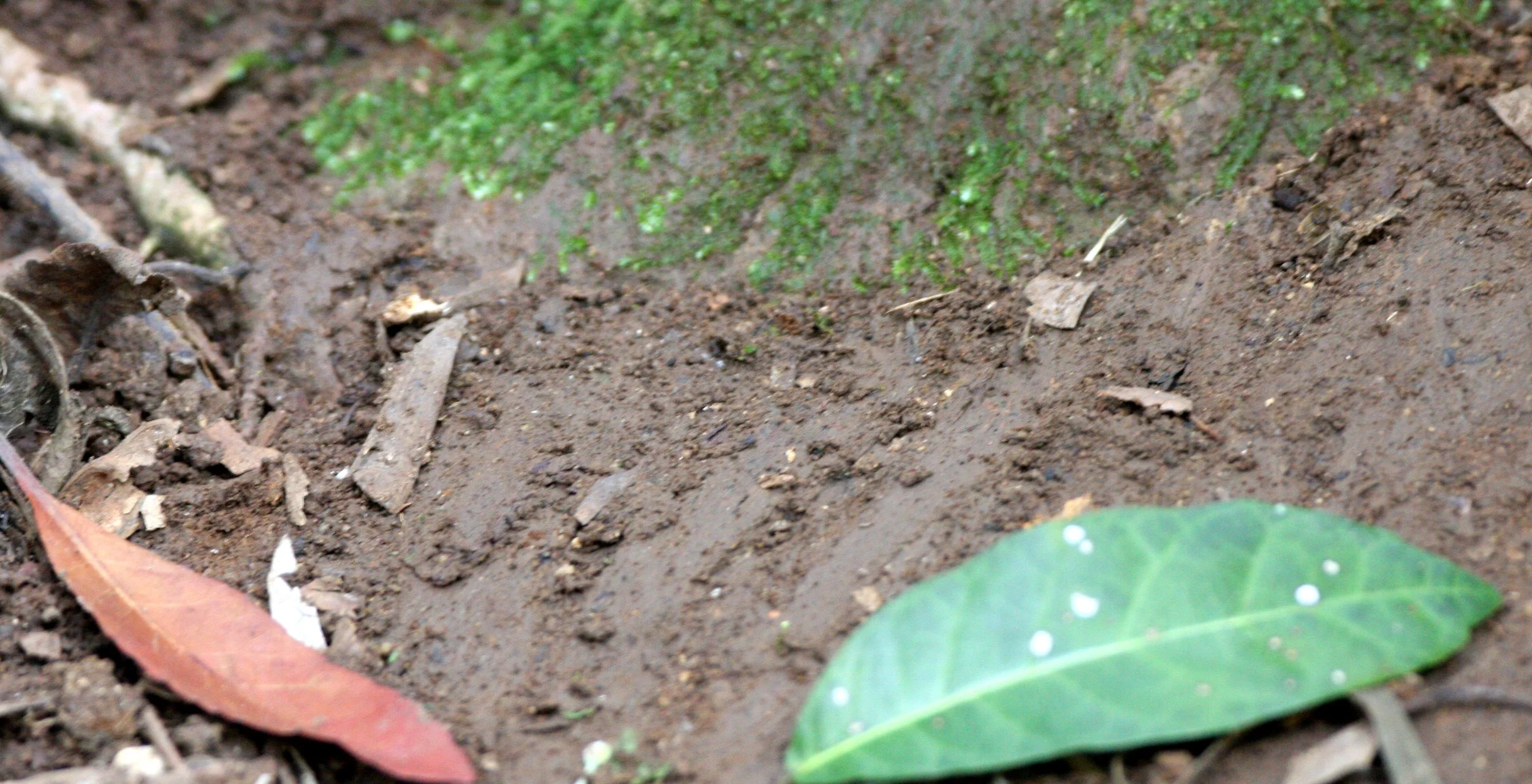 PRIMATE - MACAQUE - FORMOSAN MACAQUE - FRESH SIGN - TAIWAN - SUBTROPICAL FOREST.JPG