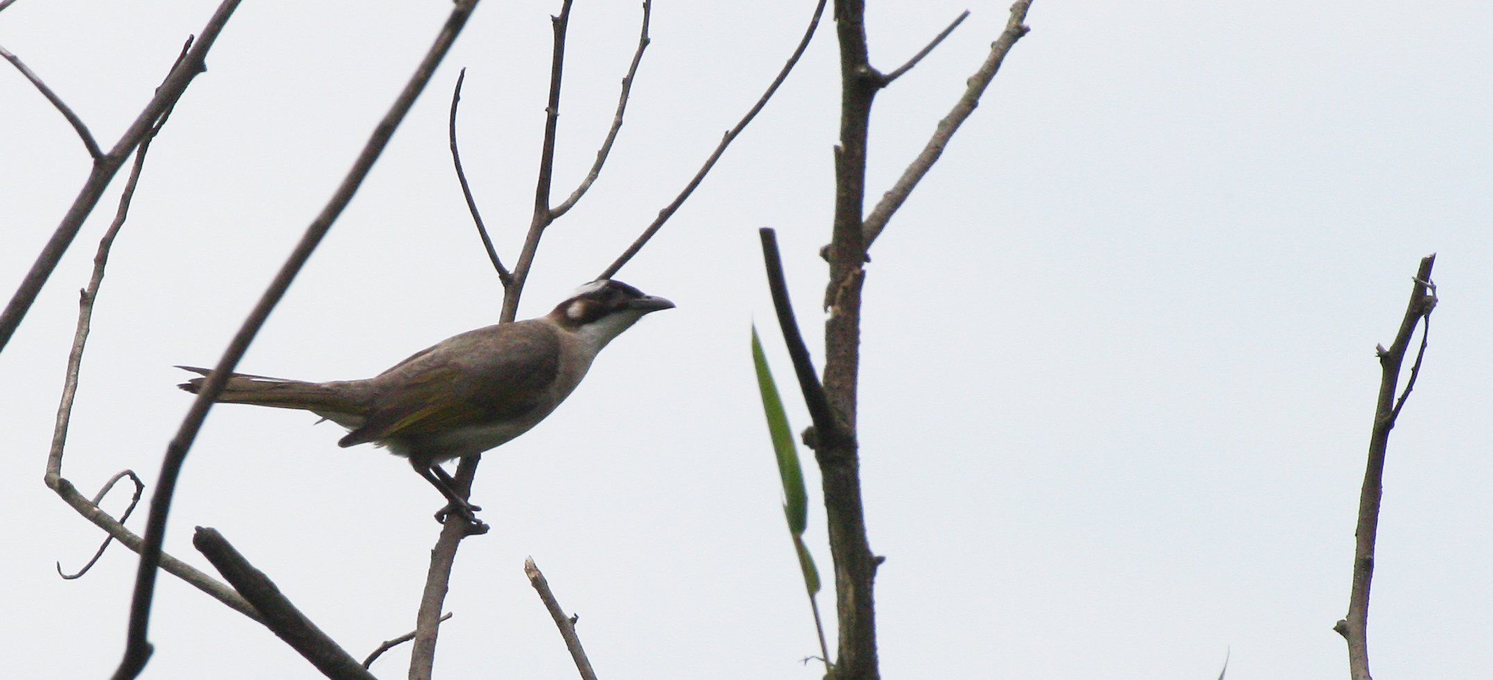 Styan's Bulbul (Pycnonotus taivanus) Taipei China (5).JPG