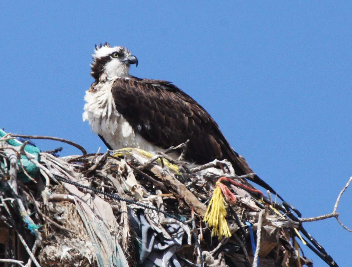 Pandion haliaetus - OSPREY - VIZCAINO BIOSPHERE RESERVE - VIZCAINO TOWN BAJA MEXICO (9).JPG