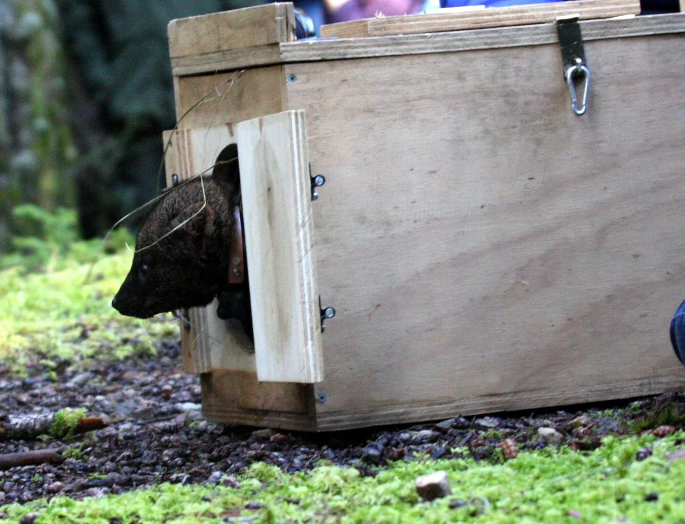 MUSTELID - FISHER - FINAL RELEASE ON 2-20-2010 (6).JPG