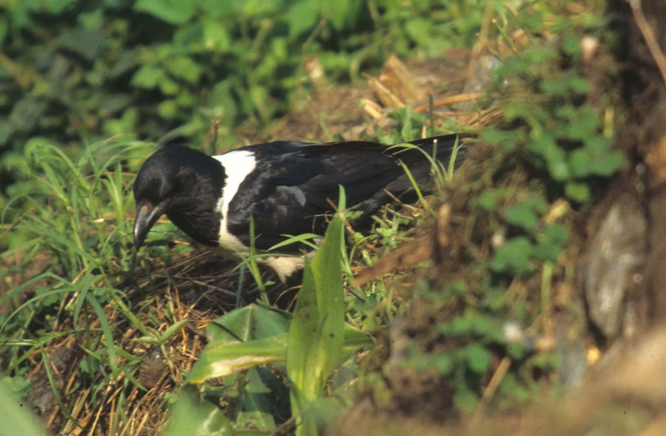 BIRDS - CROW - PIED - RWANDA.jpg