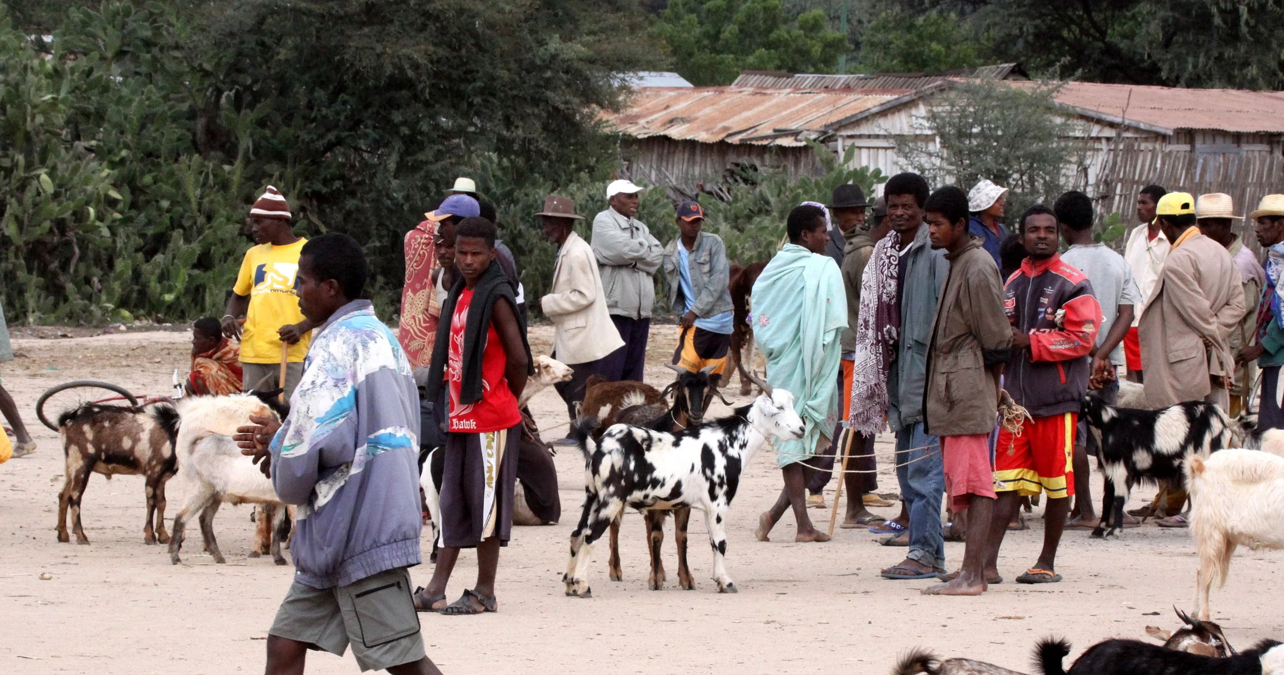 ANTANDROY VILLAGE - ZEBU MARKET DAY (3).JPG