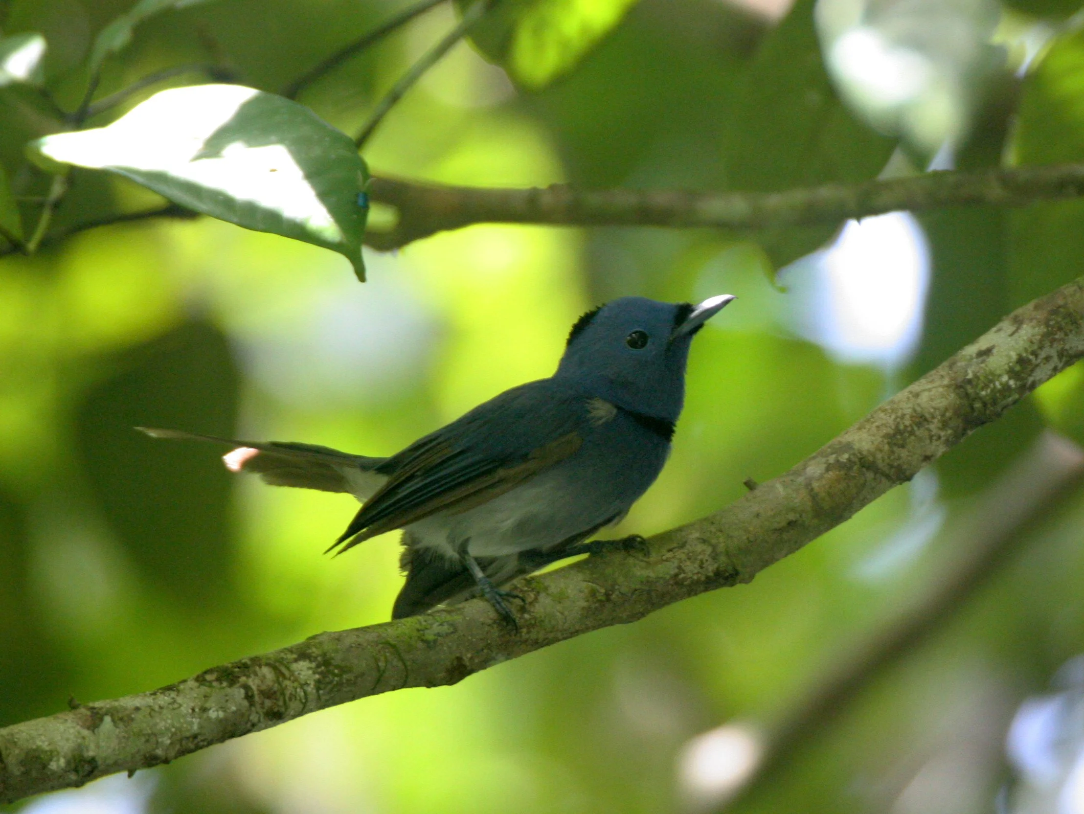 BIRD - MONARCH - BLACK-NAPED MONARCH - TABIN WILDLIFE RESERVE BORNEO (5).JPG