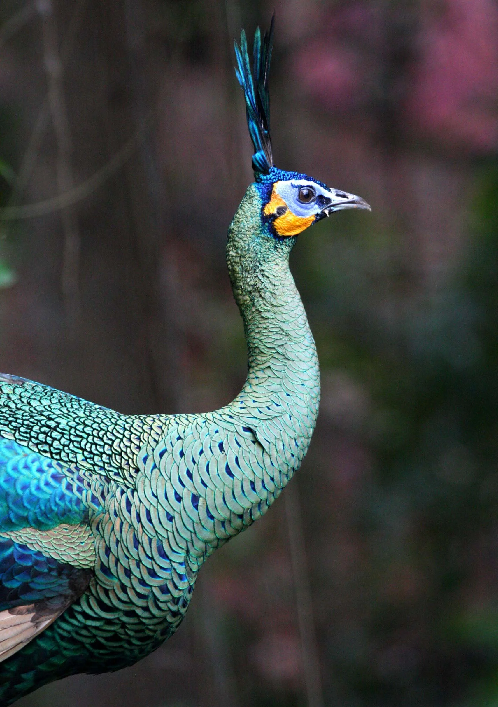 PHEASANT - GREEN PEAFOWL - Pavo muticus - WAT UMON WILDLIFE AREA - CHIANG MAI (13).JPG