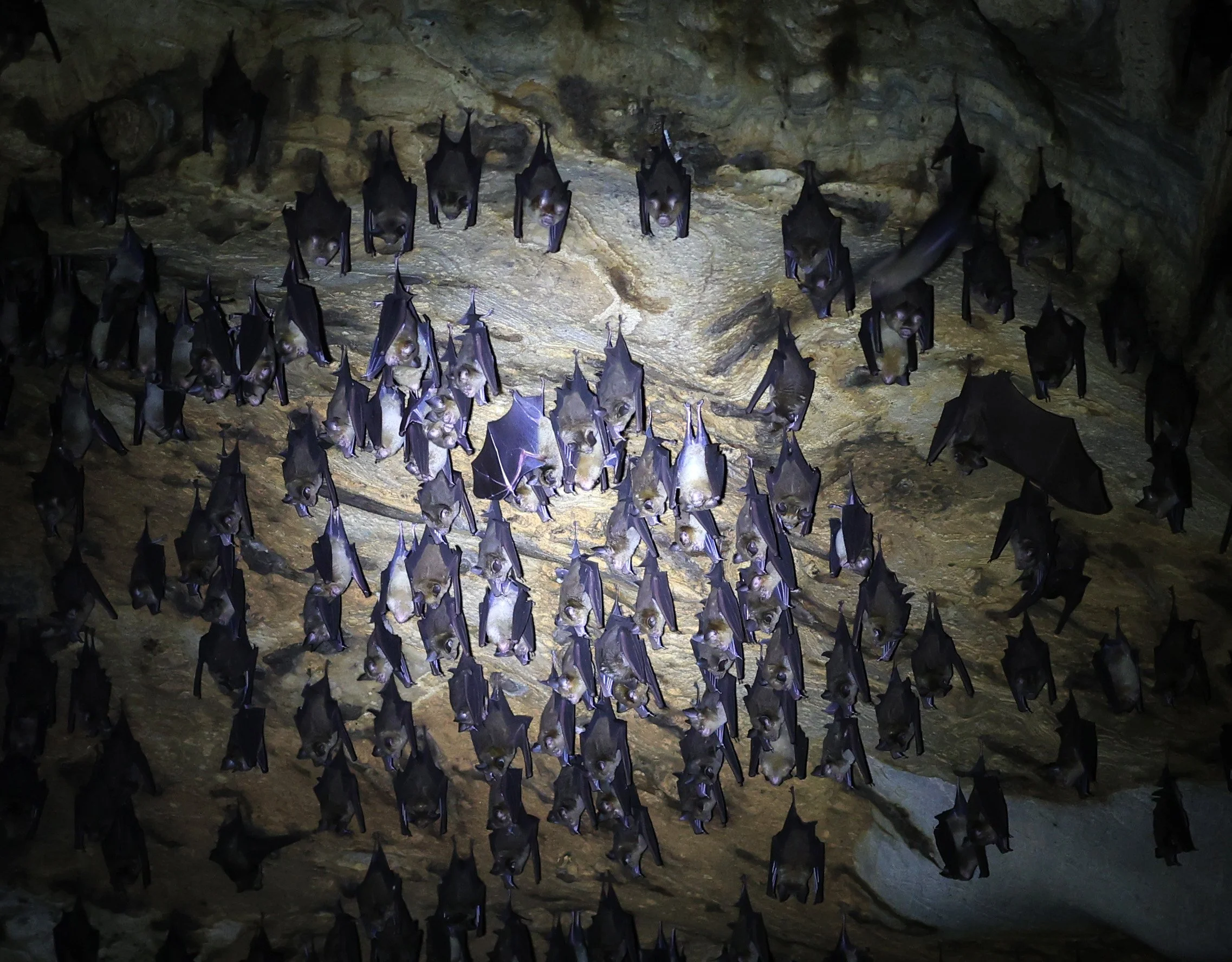 Horsfield’s Leaf-nosed Bat (Hipposideros.larvatus) Wat Tham Sila Thong Temple Pak Chong Thailand near Khao Yai (50).jpg