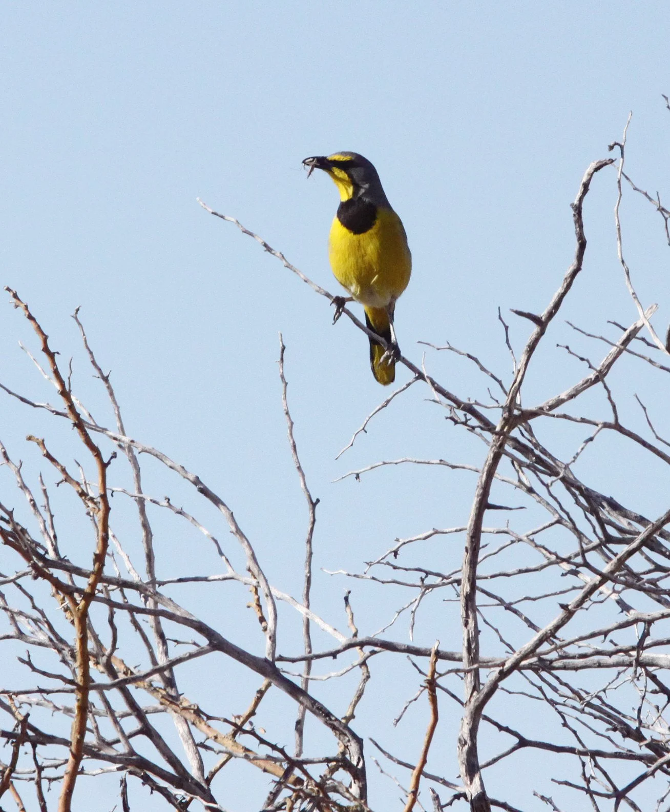 Bokmakierie (Telophorus zeylonus) Augrabies Falls South Africa (2).JPG