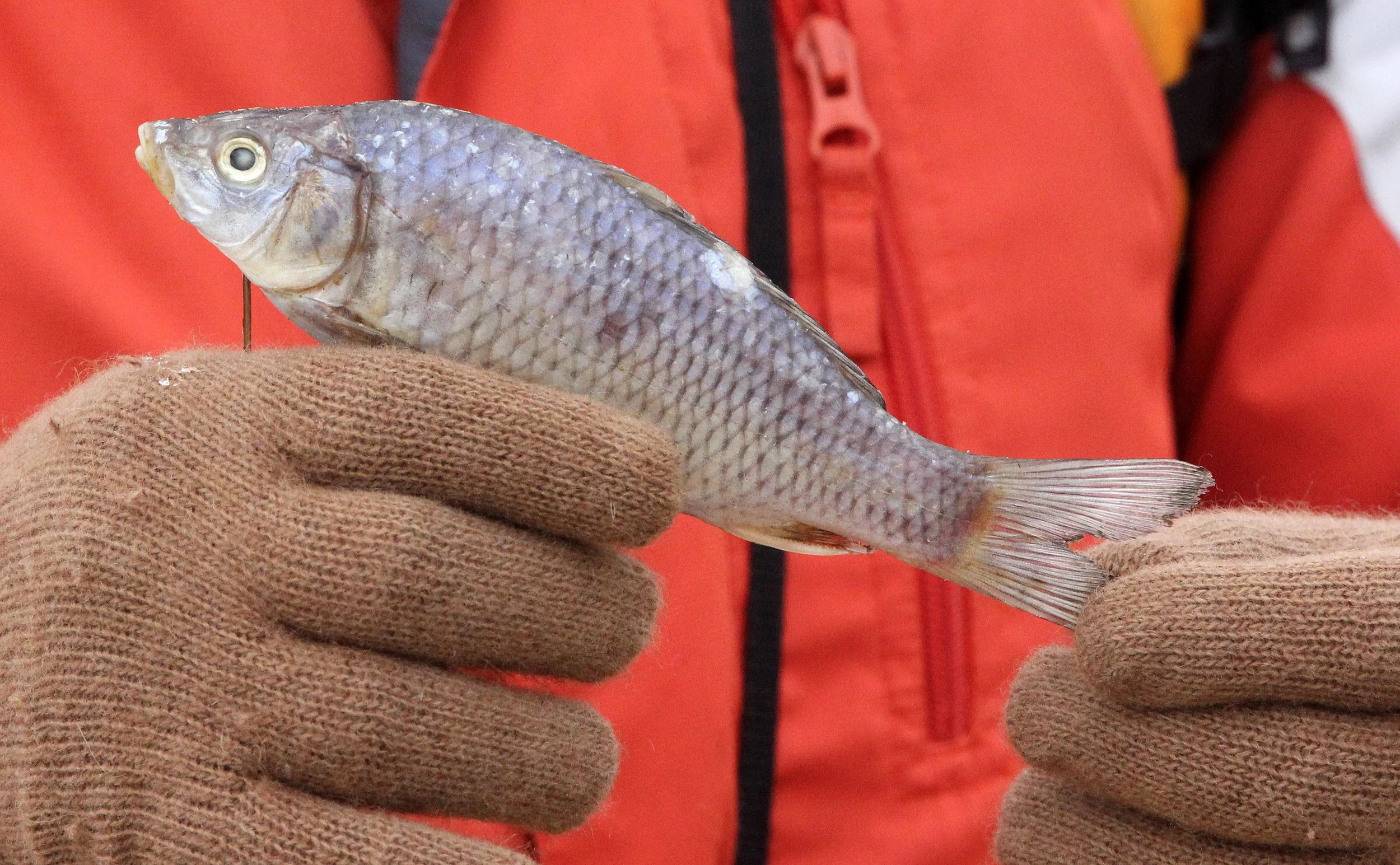 POYANG LAKE JIANGXI PROVINCE CHINA (18).JPG