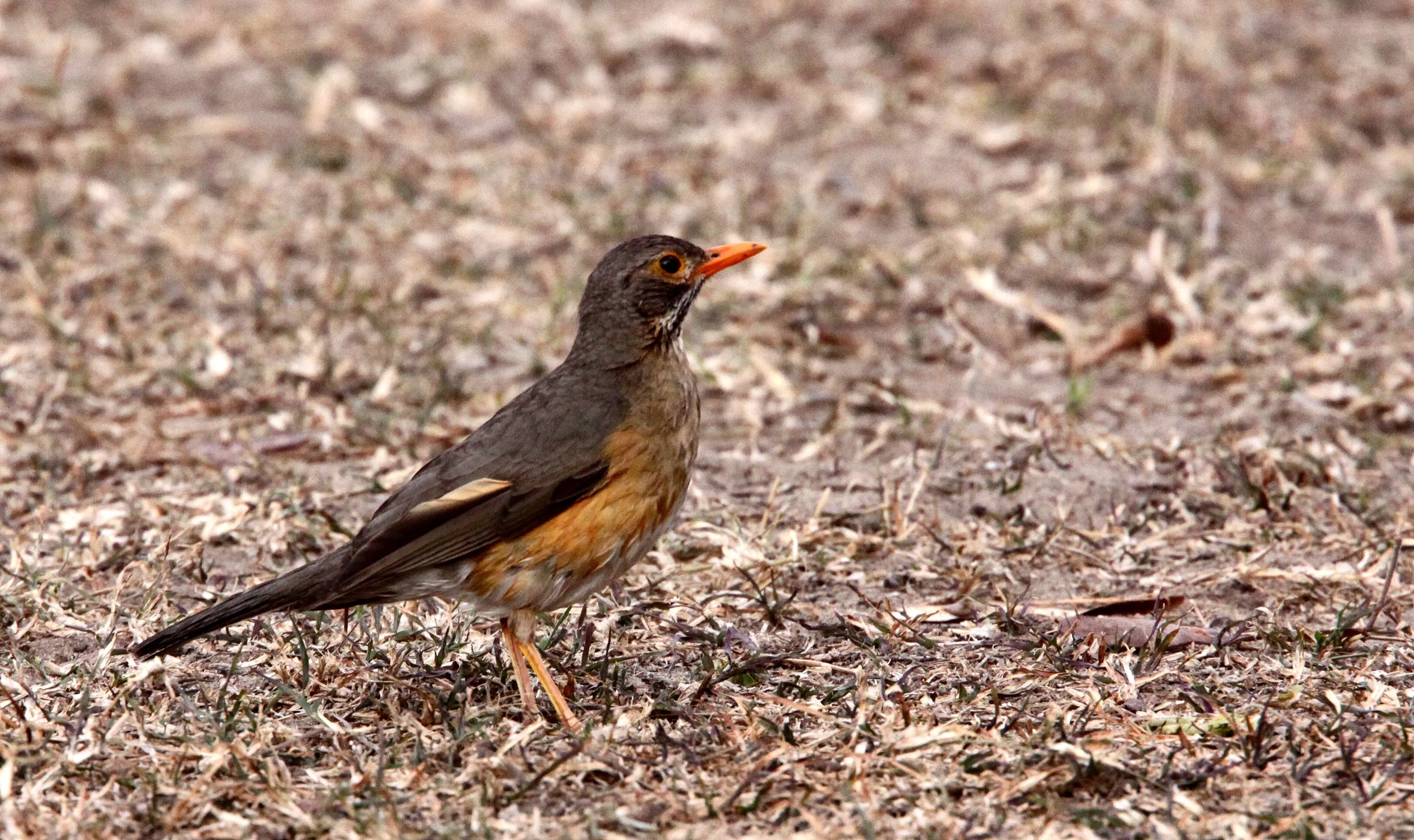 Kurrichane Thrush (Turdus libonyana) Saint Lucia Wetlands South Africa (1).JPG
