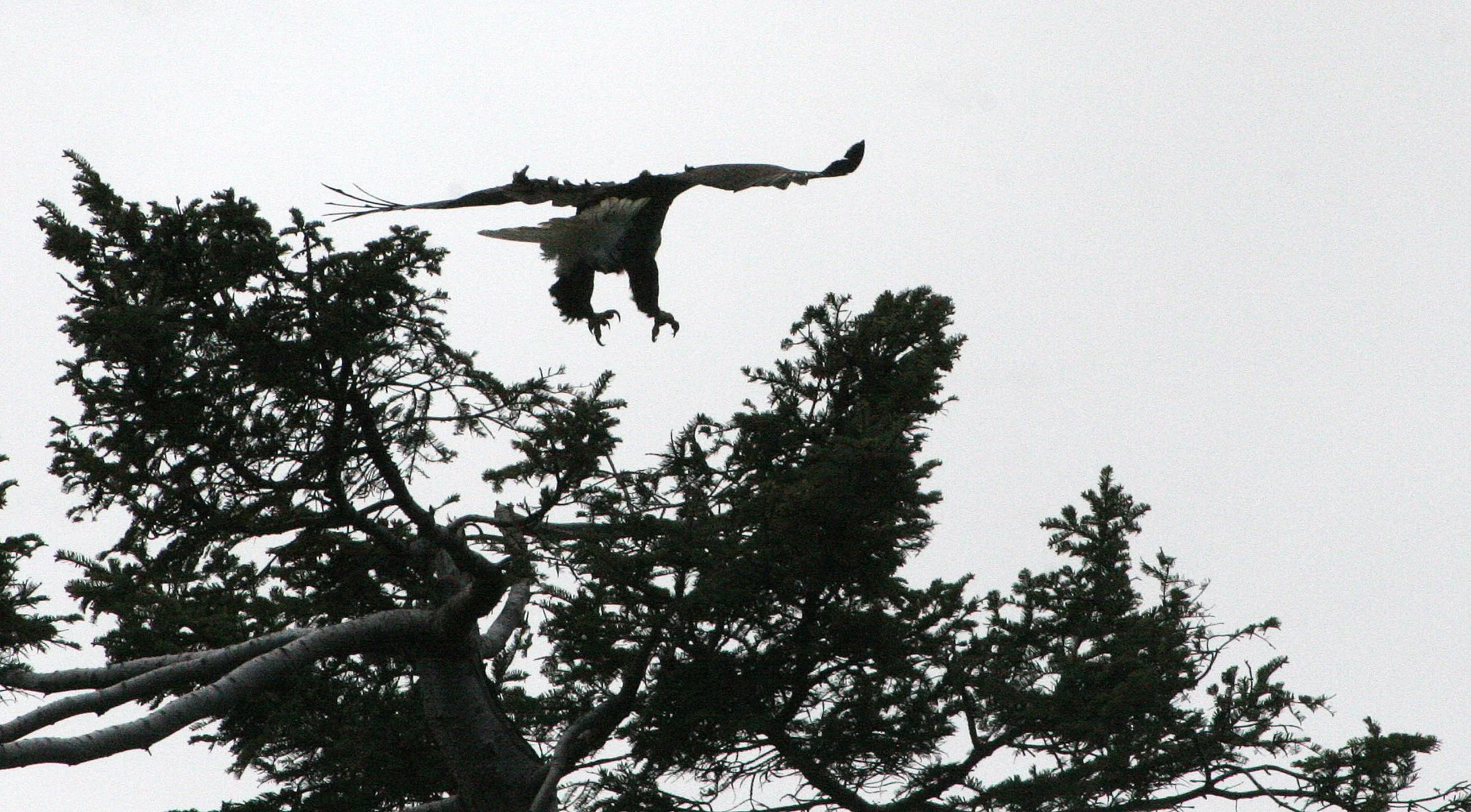 Haliaeetus leucocephalus - AMERICAN BALD EAGLE - LAKE FARM BLUFFS WASHINGTON (235).JPG