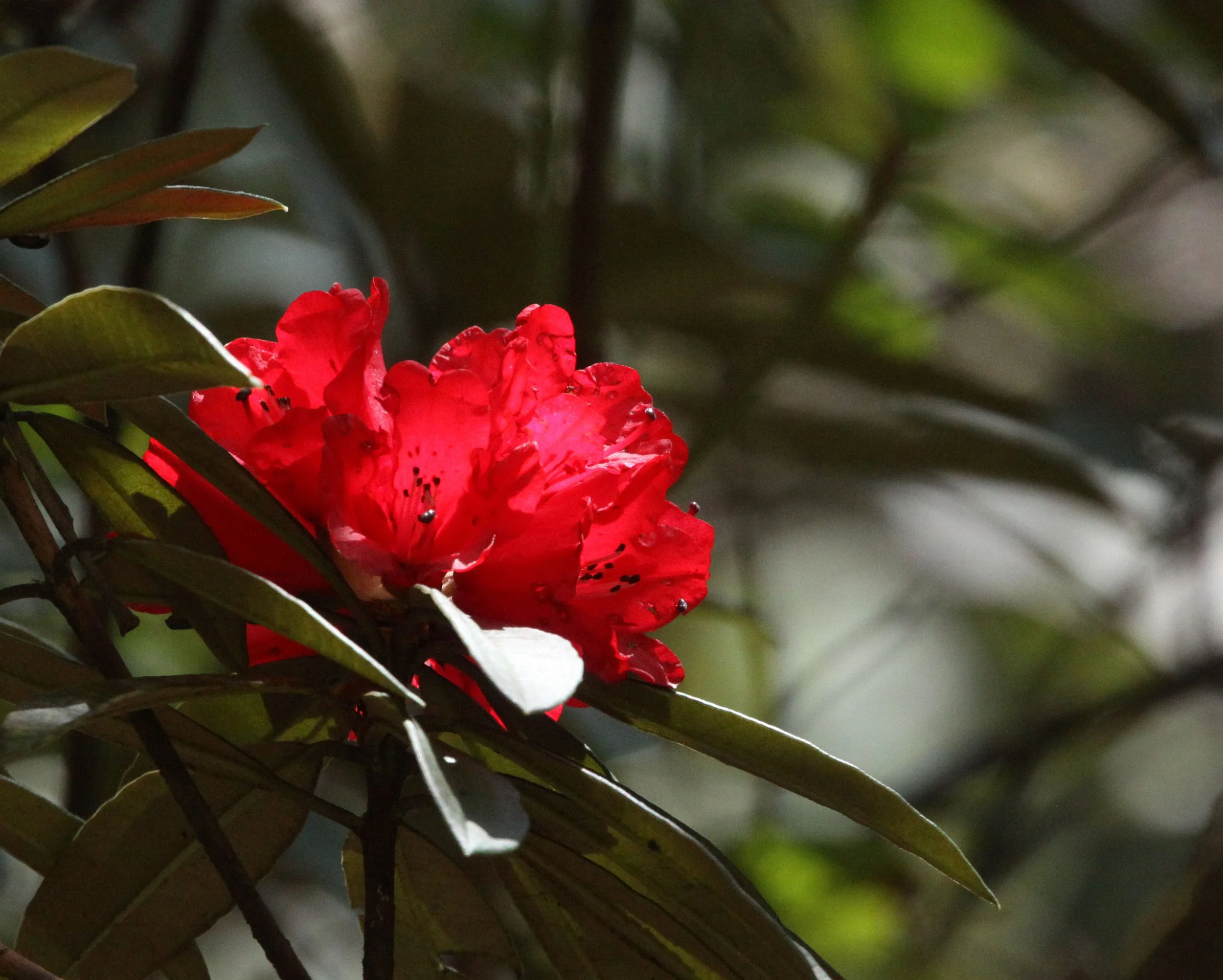 YUNNAN - WULIANGSHAN NATURE RESERVE - RHODODENDRON SPECIES - CHINA (2).JPG