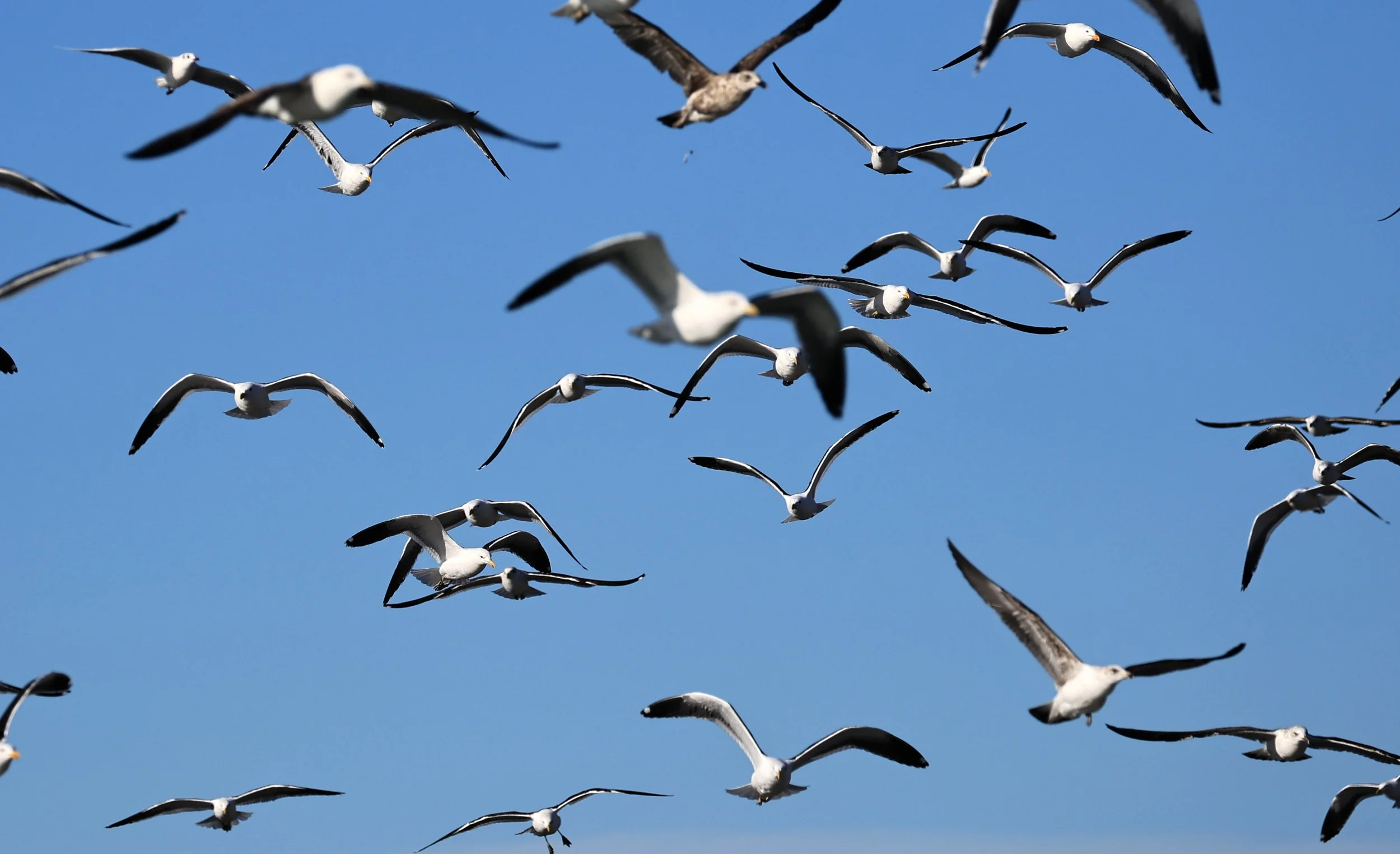 Kelp Gull (Larus dominicanus) Puerto Rawson Argentina (11).jpg