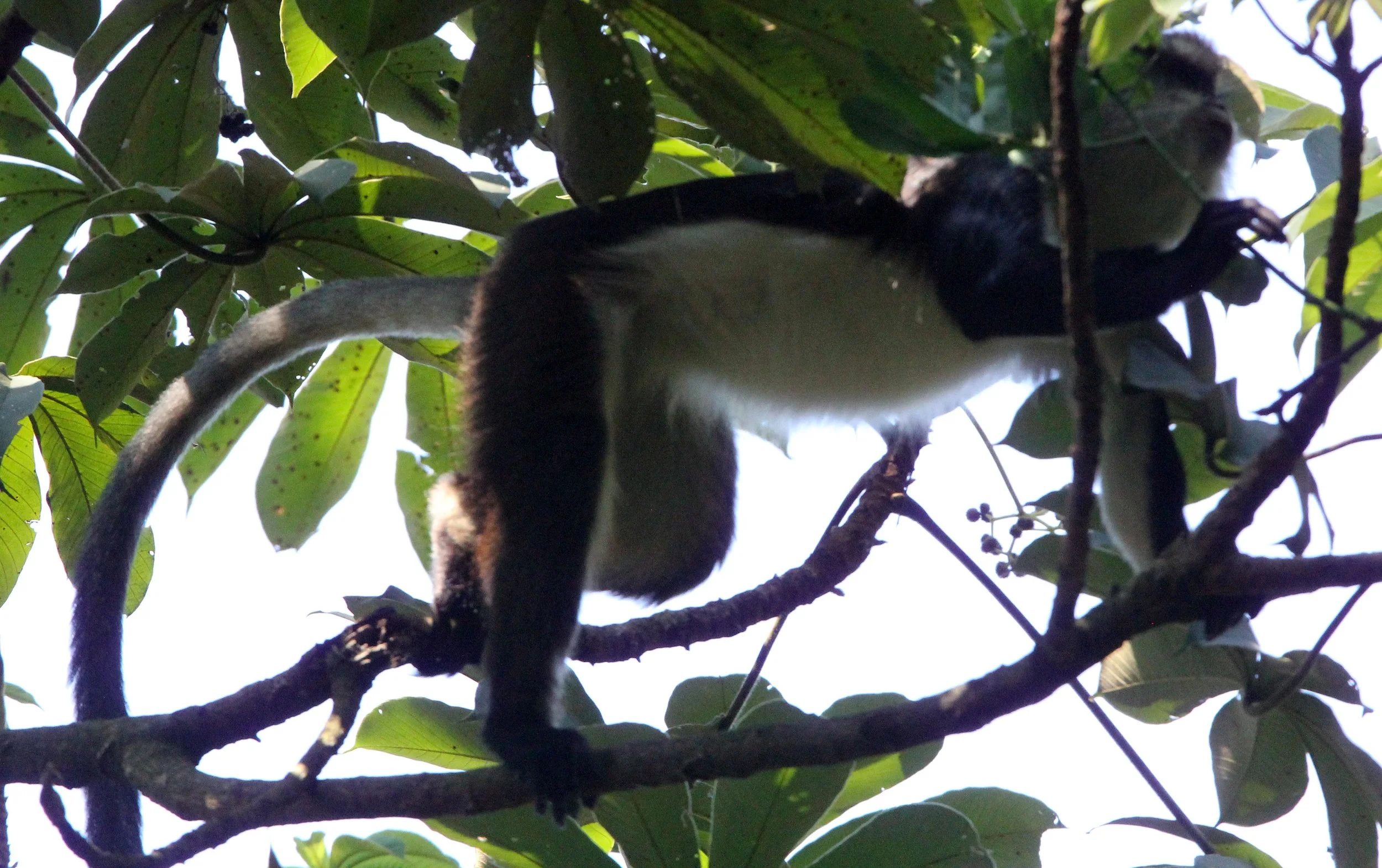 CERCOPITHECIDAE - Cercopithecus denti - DENT'S MONKEY - NYUNGWE NATIONAL PARK RWANDA (294).JPG