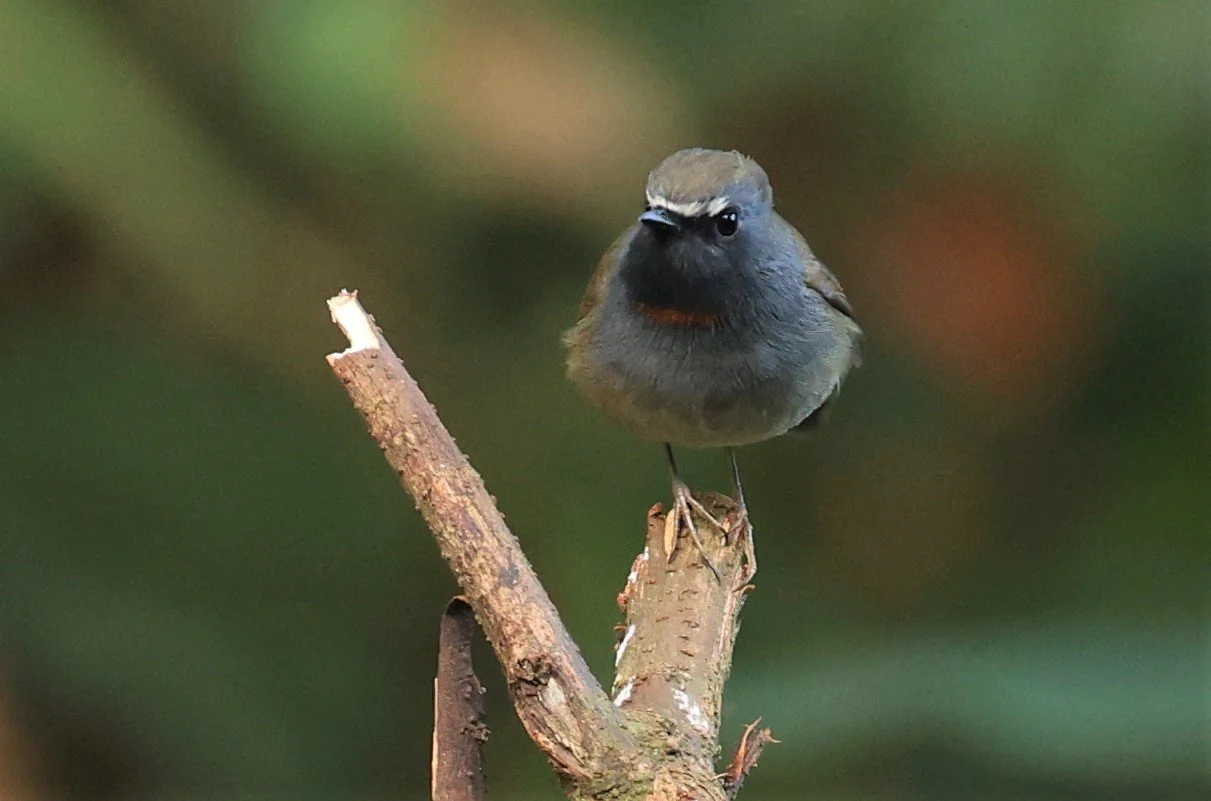 FLYCATCHER - RUFOUS-GORGETED FLYCATCHER - Ficedula strophiata - DOI LANG WEST, DOI PHA HOM POK NP, CHIANG MAI DEC 2021 (13).jpg
