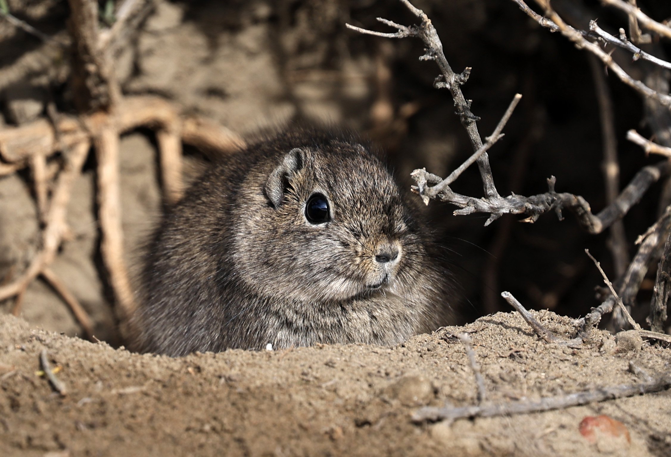 Southern Mountain Cavy (Microcavia australis) Valdes Peninsula, Chubut Province, Argentina Day 2 (1 (8).jpg